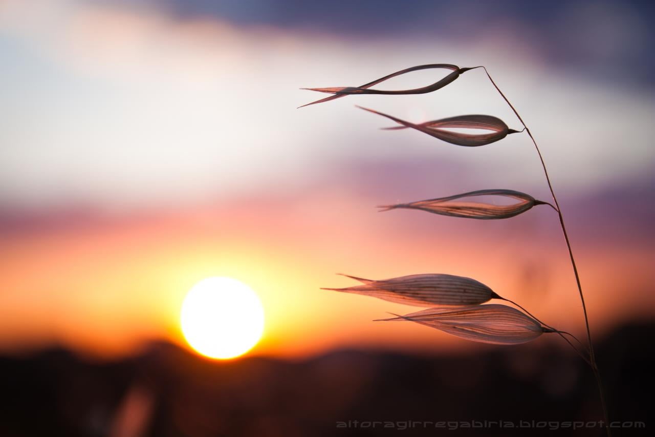 golden, lense, silhouette, golden hour, 450d, avena, canon, hour, kites, Di, navalvillar de pela, planta, 720P, best, nature, extremadura, af, aitor, VC, HD Wallpaper