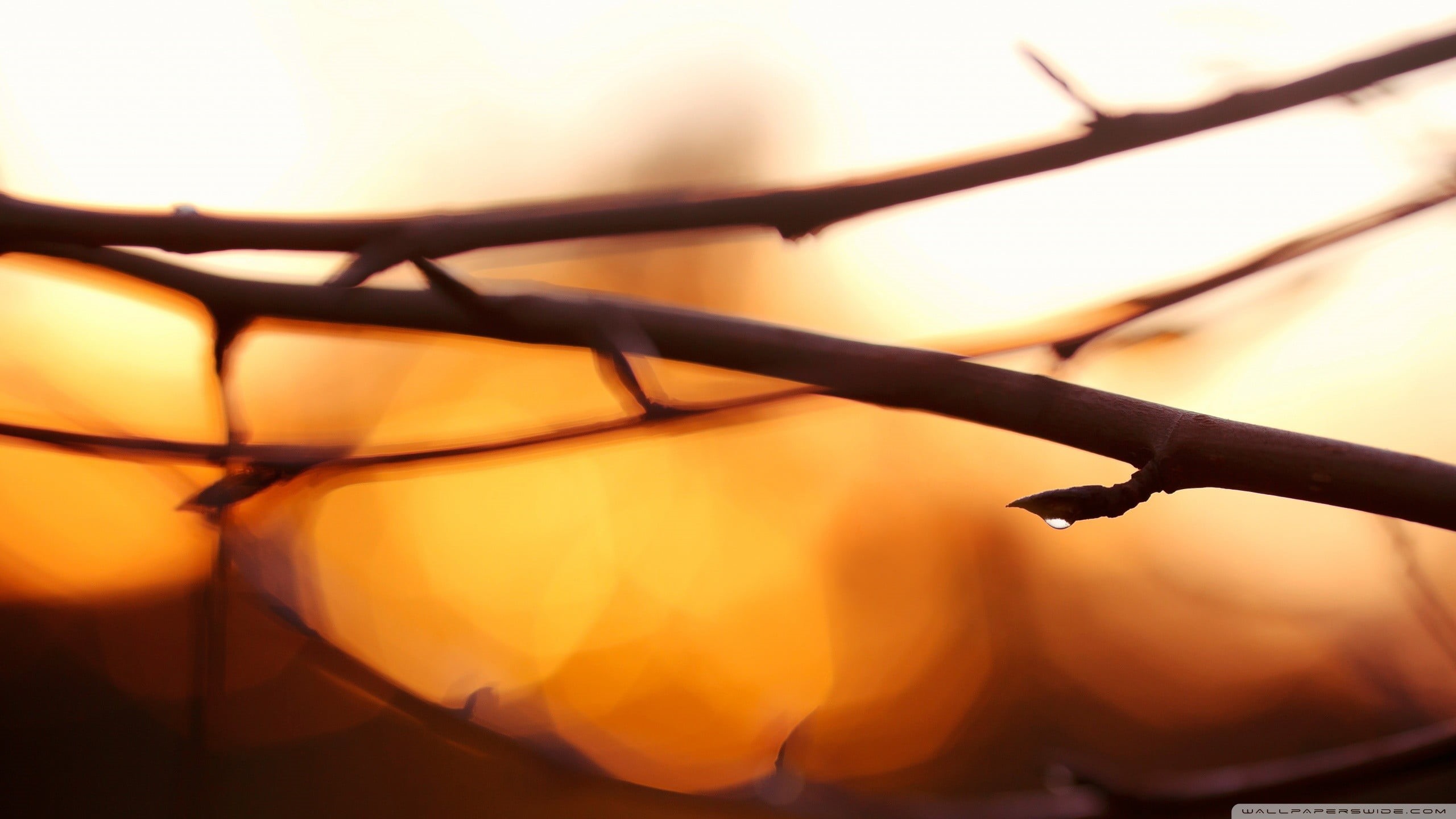 silhouette, water drops, fence, plant part, no people, nature, tree, sky, blurred, sun, plants, twigs, orange color, close-up, back lit, depth of field, HD Wallpaper