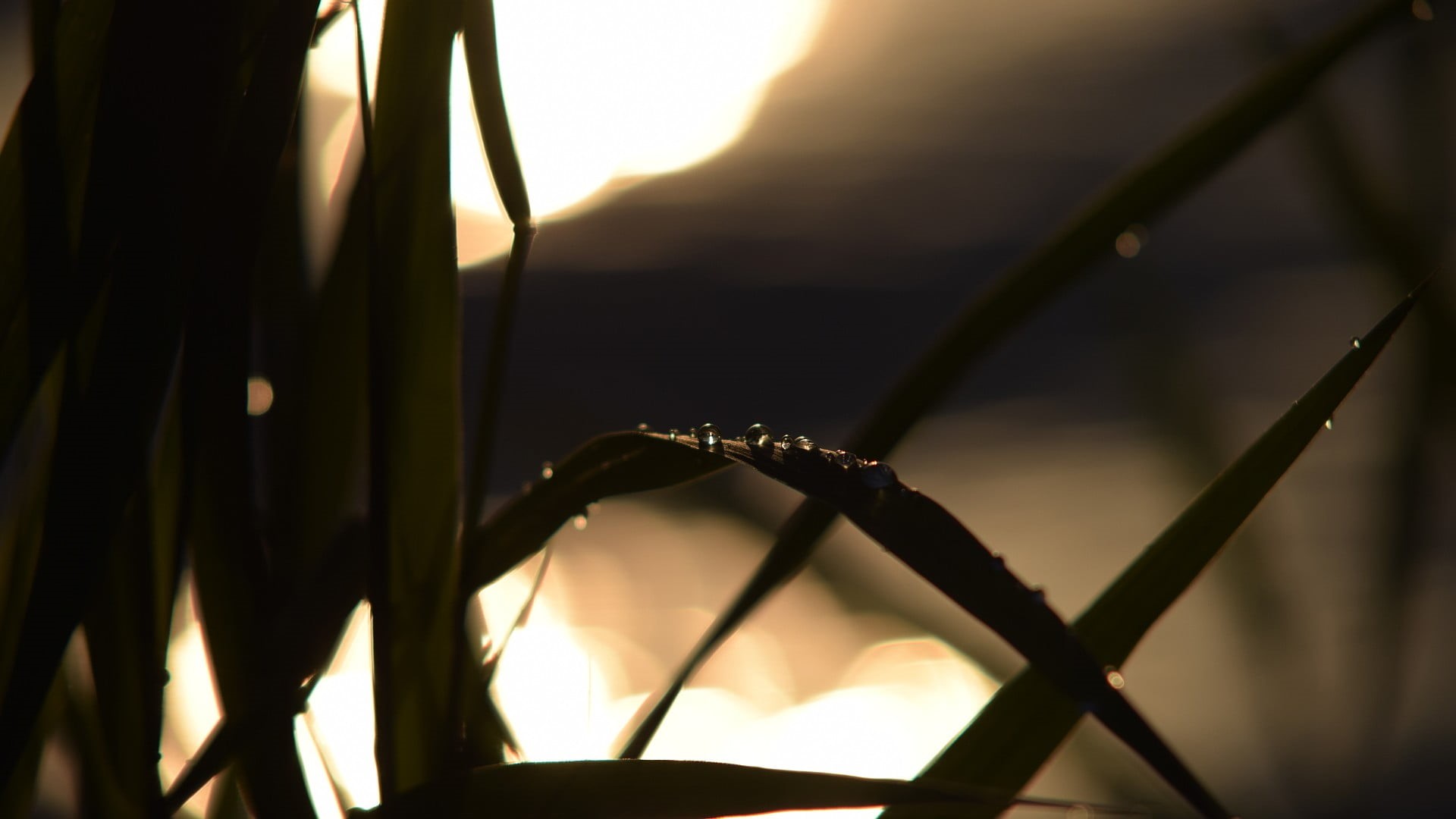 depth of field, streaming, focus on foreground, metal, 1080P, day, silhouette, plant, water drops, sunset, security, no people, sunbeam, nature, tranquility, HD Wallpaper