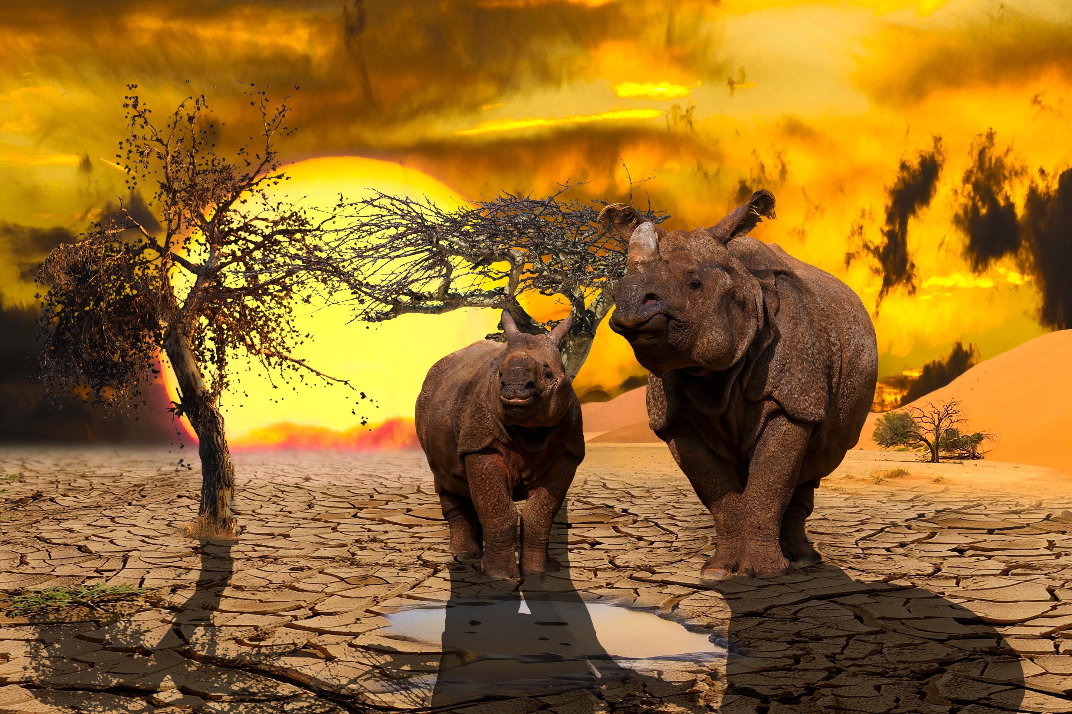 no people, sky, plant, climate protection, sun, animals, group of animals, mammal, animal wildlife, day, rhino, animal themes, two animals, 2K, vertebrate, HD Wallpaper