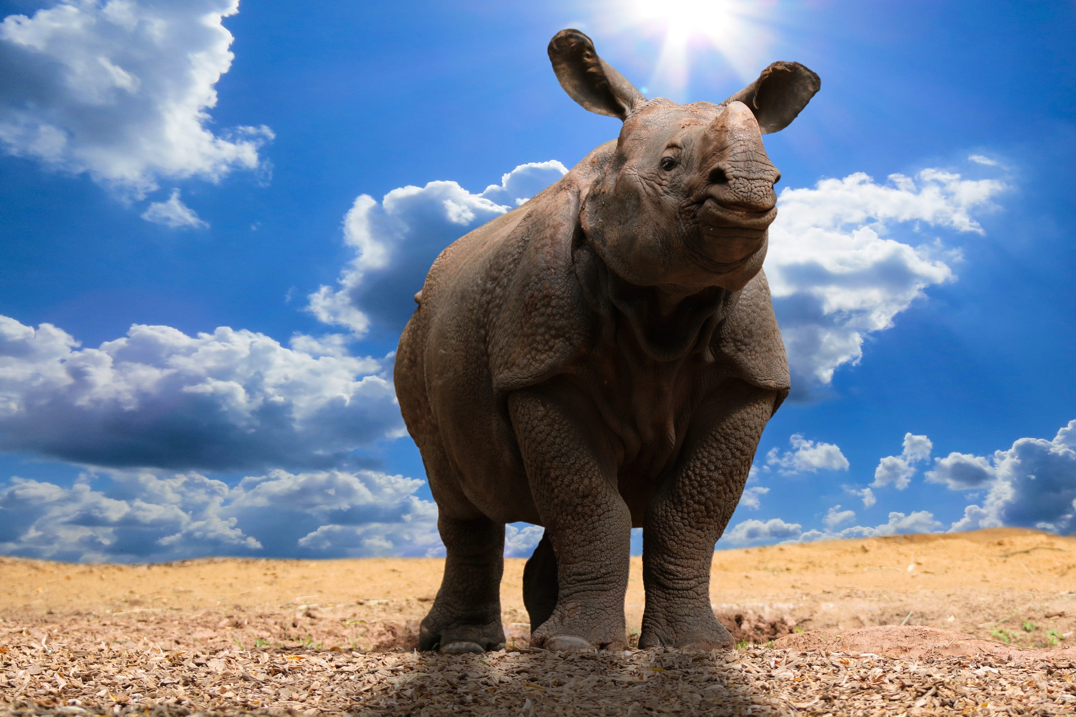 vertebrate, no people, standing, heat, animals, field, 2K, animal, pachyderm, beauty in nature, herbivorous, cloud - sky, climate change, climate protection, HD Wallpaper