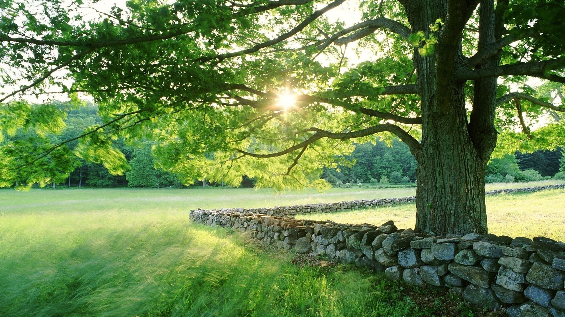 leafed, stone, landscaped, beauty in nature, non-Urban Scene, season, sun, light, protection, springtime, old, sunbeam, stone Material, green, plant, footpath, HD Wallpaper