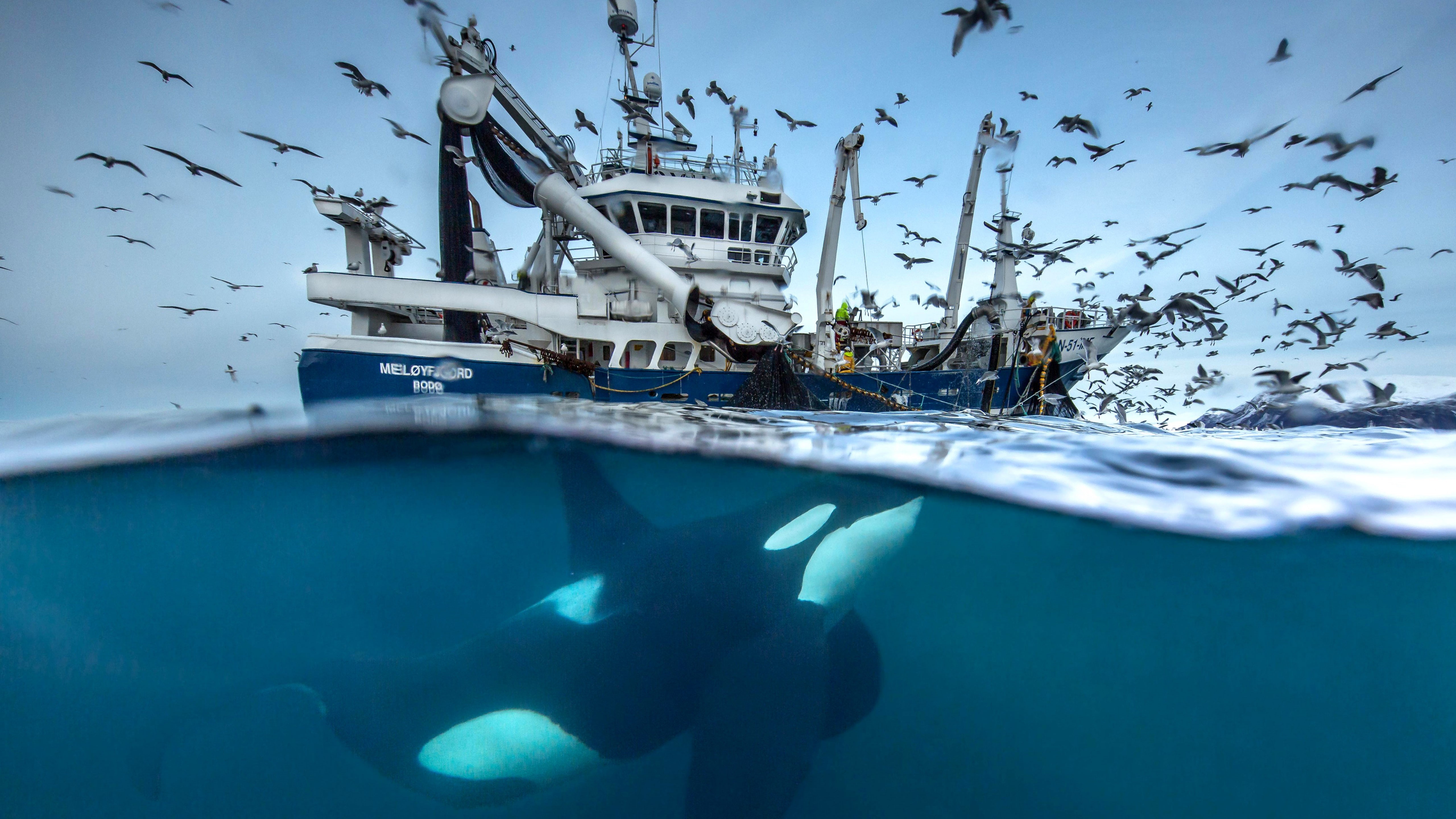 blue, ship, birds, underwater, black, whale, white, boat, 2016 Wildlife Photography finalist, Norway, 5K, Ocean, killer, daytime, HD Wallpaper