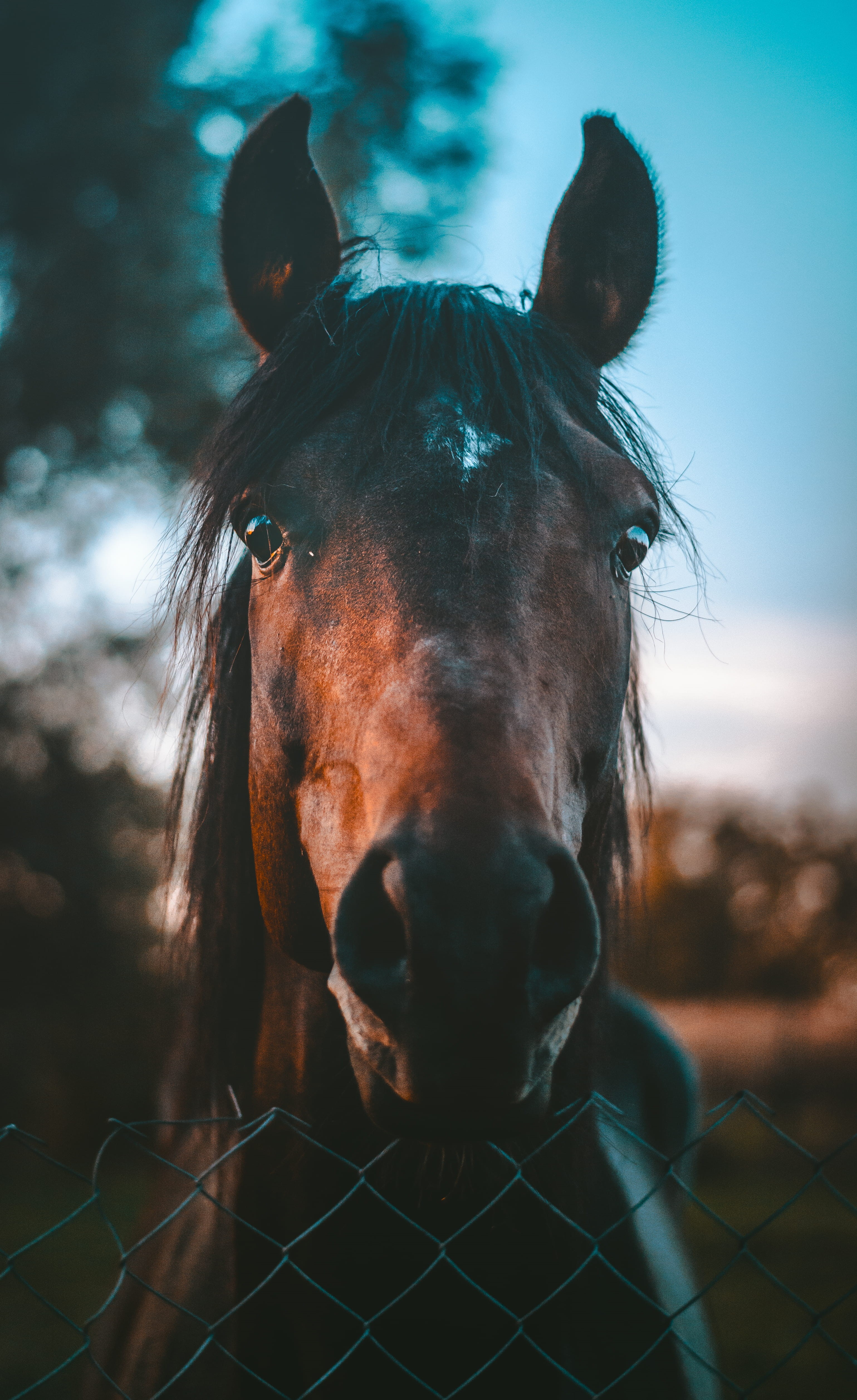 thoroughbred Horse, portrait, photography, meadow, mane, nature, racehorse, sports Venue, one Animal, animal Sport, stallion, mammal, riding, beauty In Nature, Phone HD Wallpaper