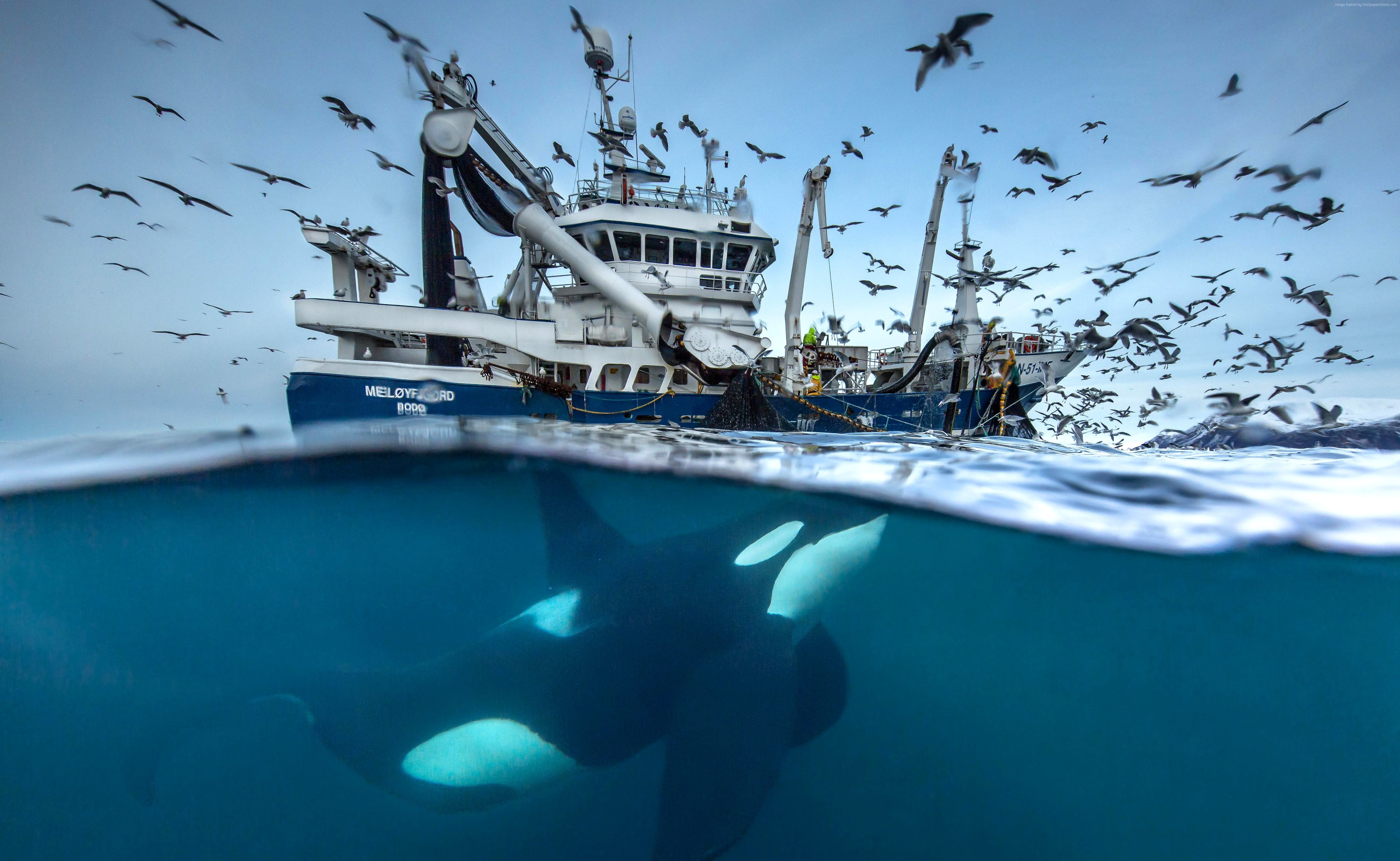whale, Ocean, birds, 5K, Norway, underwater, boat, 2016 Wildlife Photography finalist, HD Wallpaper