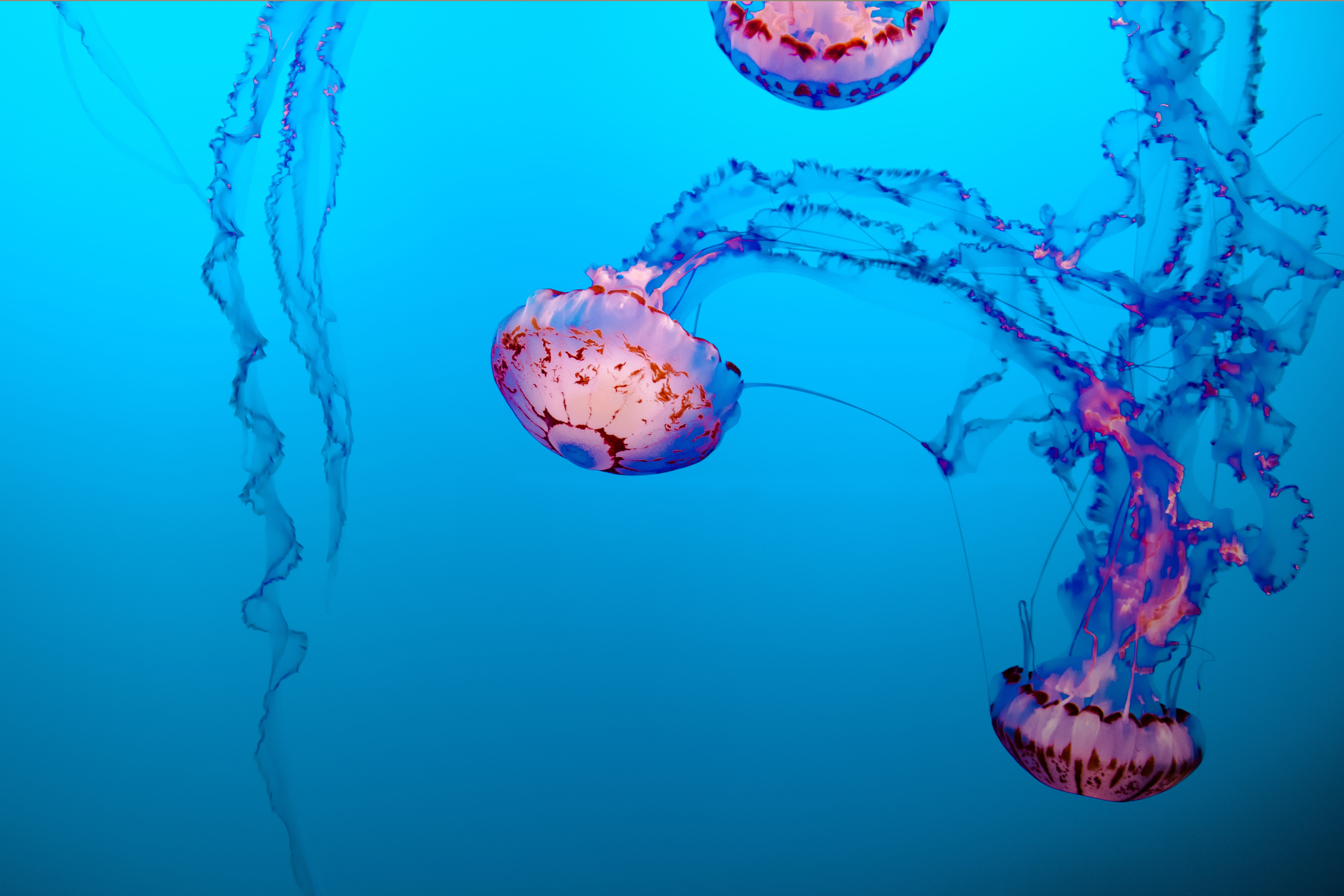 swimming, ecosystem, jellyfish, beautiful, transparent, animal, water, animals in the wild, sea life, aquarium, floating on water, 8K, ocean, underwater, HD Wallpaper