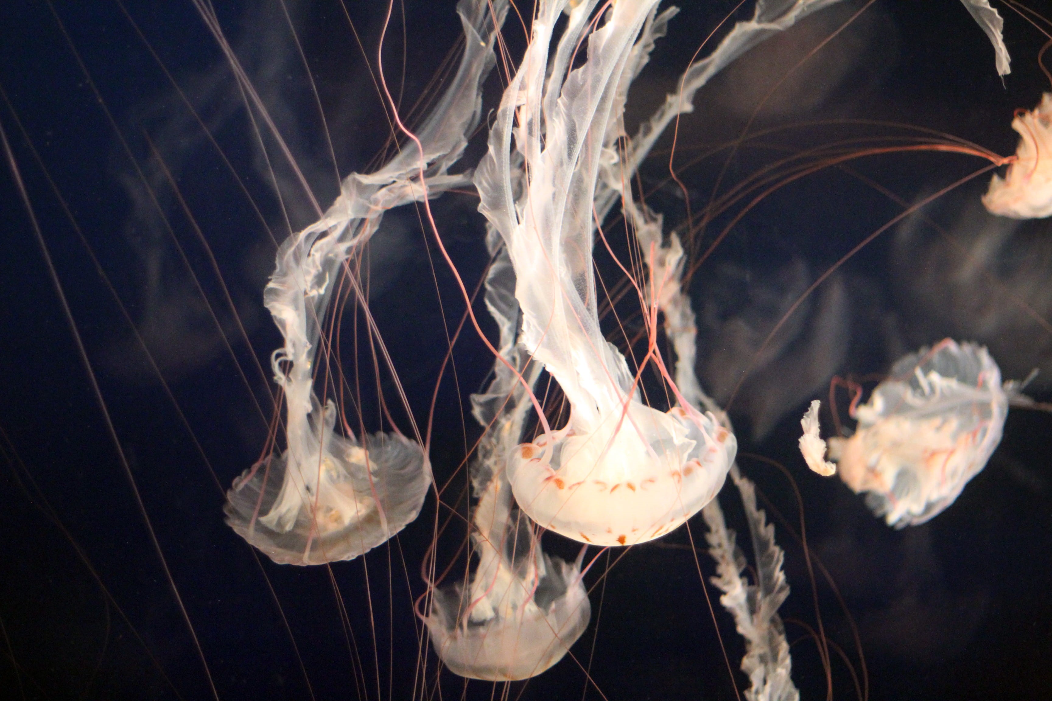 underwater, group of animals, ocean, animal wildlife, close-up, marine life, invertebrate, animal, sea, jellyfish, animal themes, marine, no people, swimming, HD Wallpaper