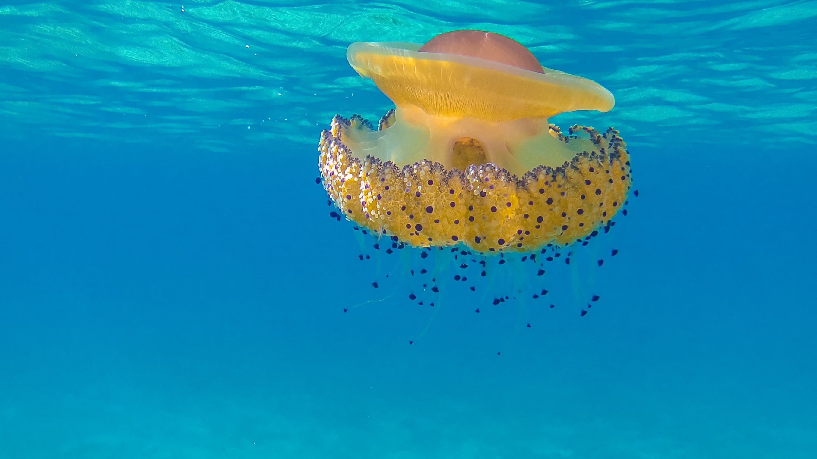 swimming, underwater, sea life, pink, invertebrate, ecosystem, yellow, undersea, jellyfish, water, vertebrate, beauty in nature, marine, animal themes, HD Wallpaper