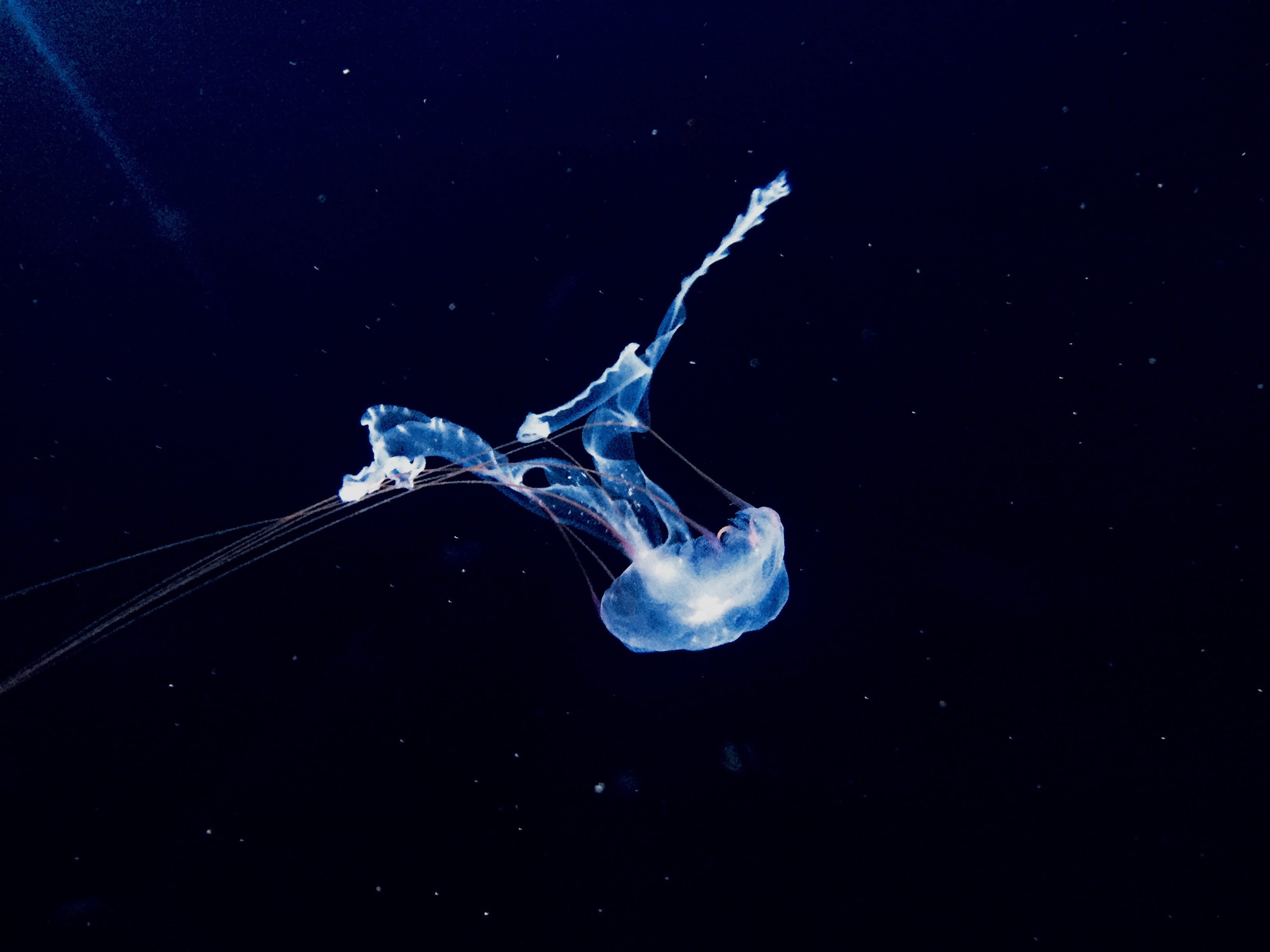 germany, vertebrate, one animal, underwater, animal themes, outdoors, photography, animals in the wild, sea life, sea, animal, berlin, bottom, animal wildlife, HD Wallpaper