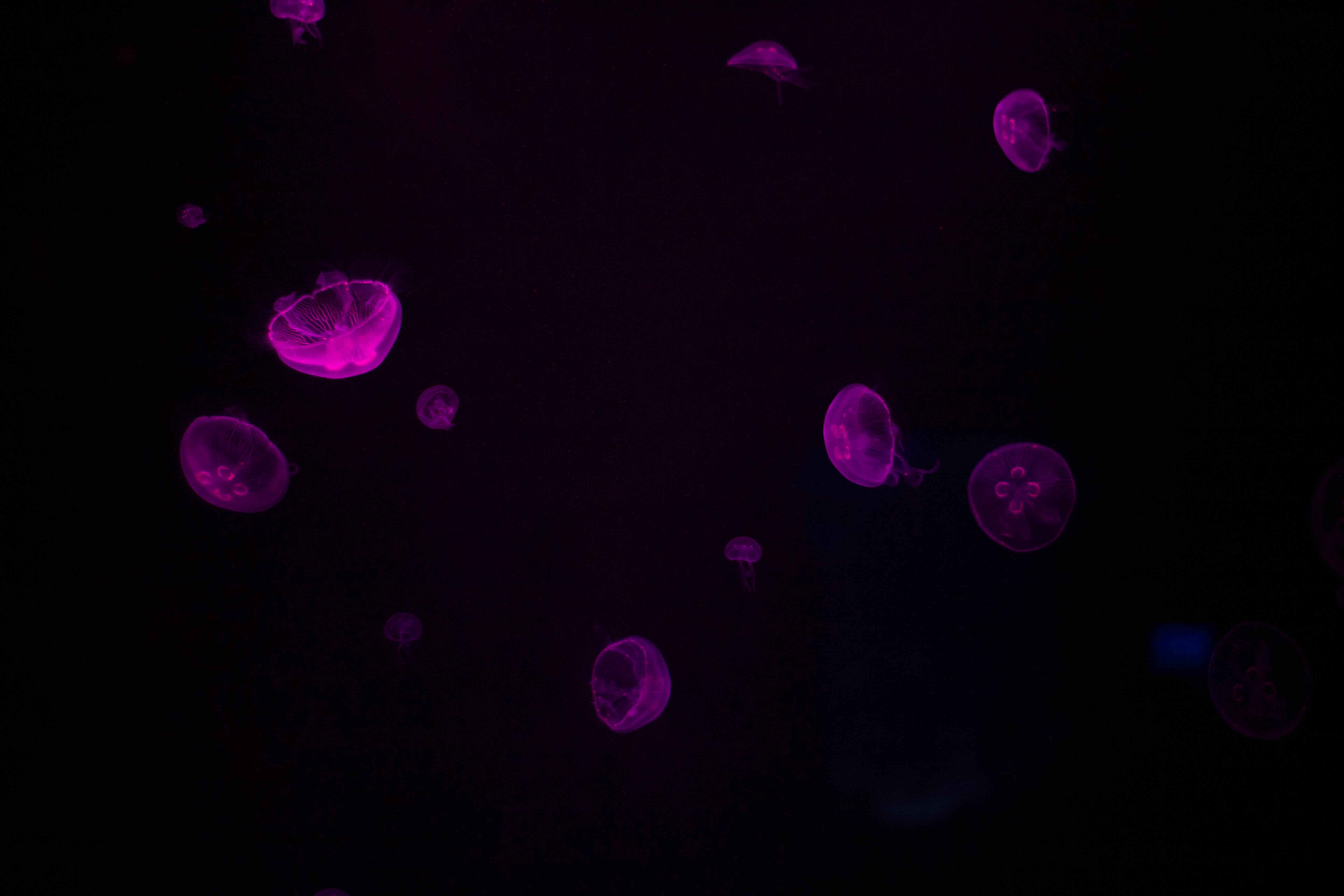 abstract, pink, jellyfishes, jelly, grain, photography, bubble, 5K, black background, purple, minimal, no people, sealife, indoors, ocean, black, nature, HD Wallpaper