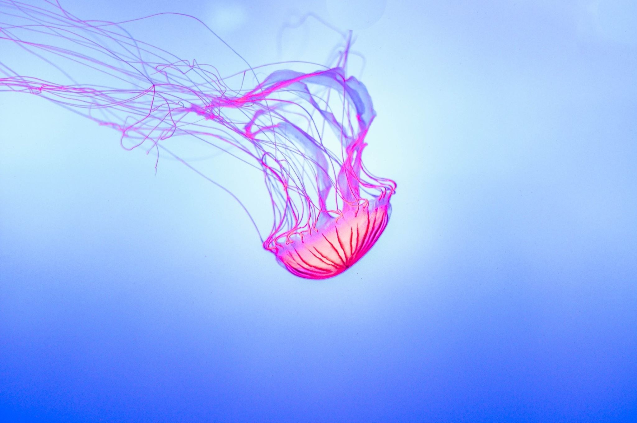 copy space, underwater, glowing, sea, pink color, jellyfish, jelly fish, indoors, invertebrate, digital, nature, tentacles, aquarium, animal, HD Wallpaper
