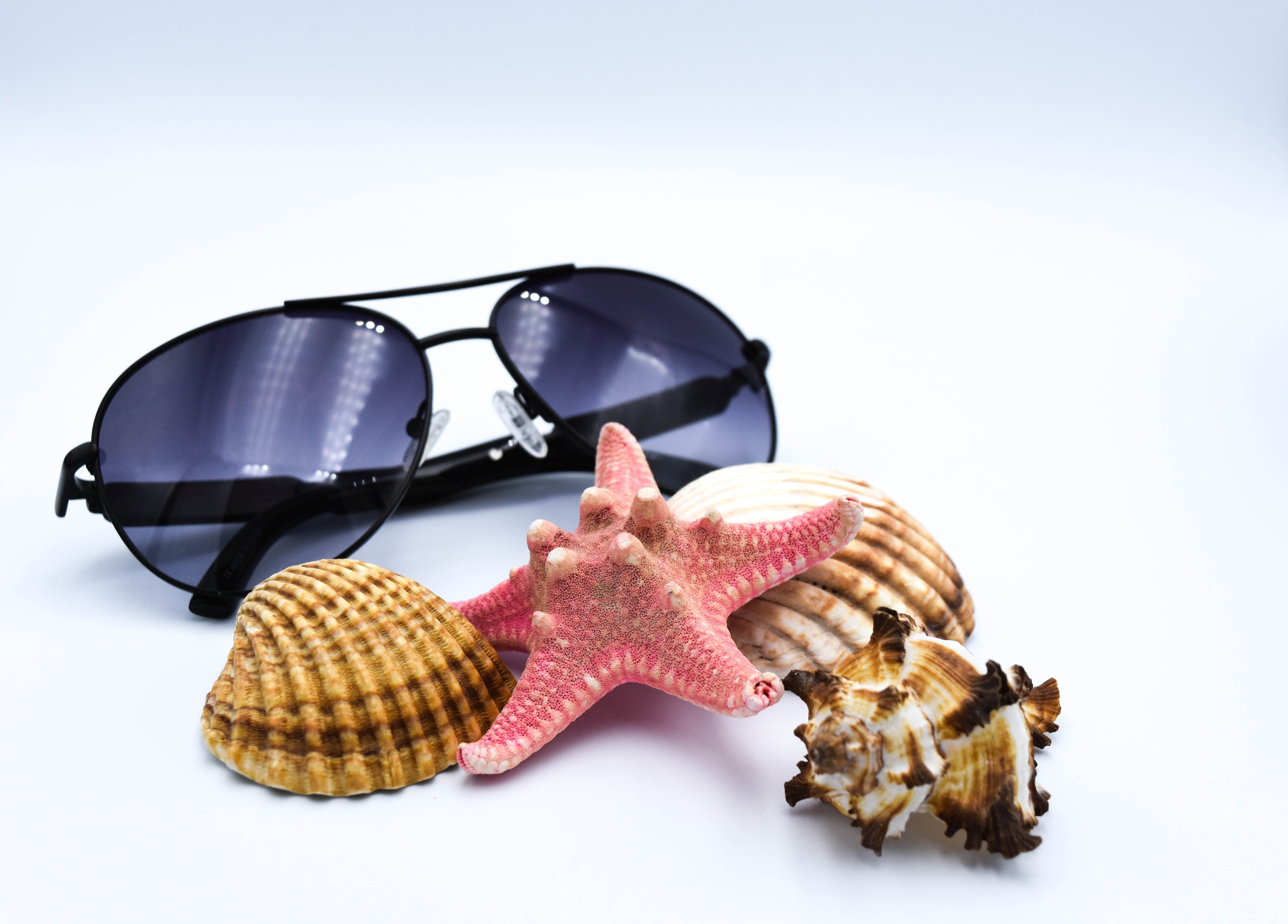 framed, shell, cut out, shells, sunglasses, animal wildlife, fashion, still life, glasses, assorted, summer, holidays, nature, seashell, beside, beach, HD Wallpaper