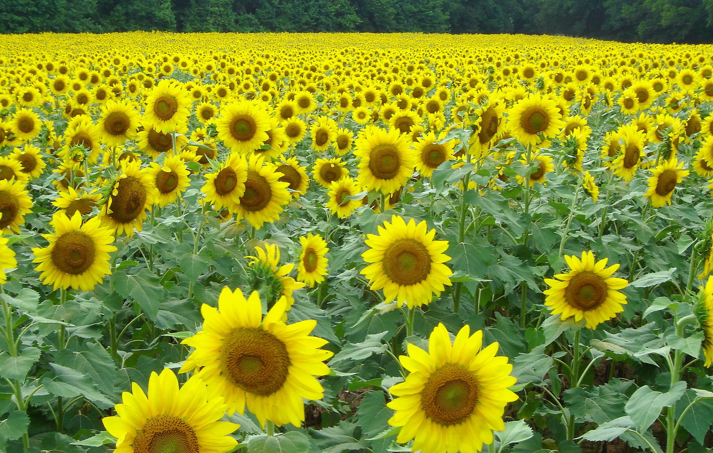 nature, SOE, daytime, Sunflowers, farm, summer, rural Scene, Wildlife Refuge, sunflower, agriculture, flower, yellow, field, 1080P, plant, Coolest, outdoors, HD Wallpaper