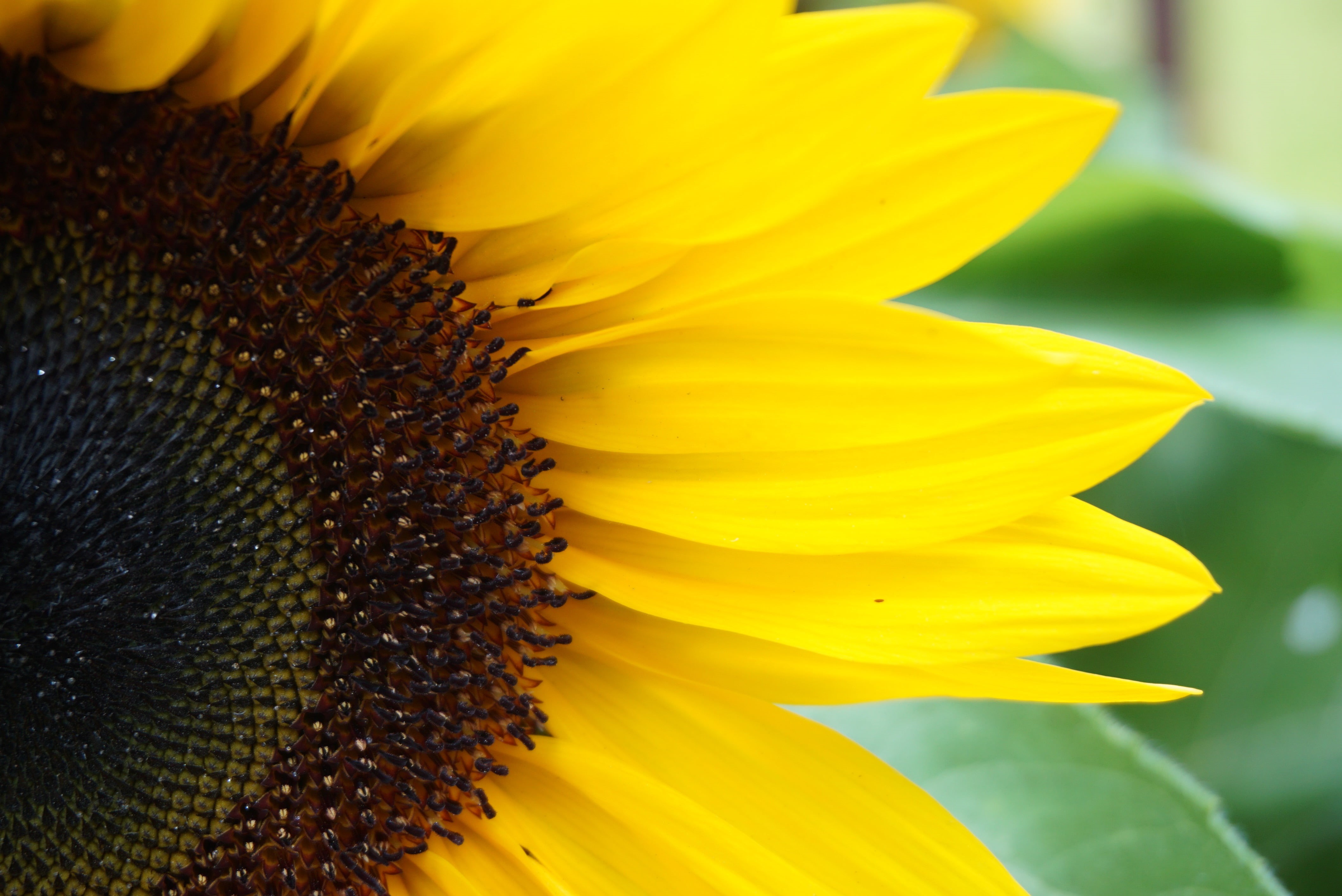 plant, Sun flower, Keep, photography, sunflowers, close, agriculture, 4K, what the, close-up, your face, shadows, yellow, outdoors, sun, flower, petal, HD Wallpaper