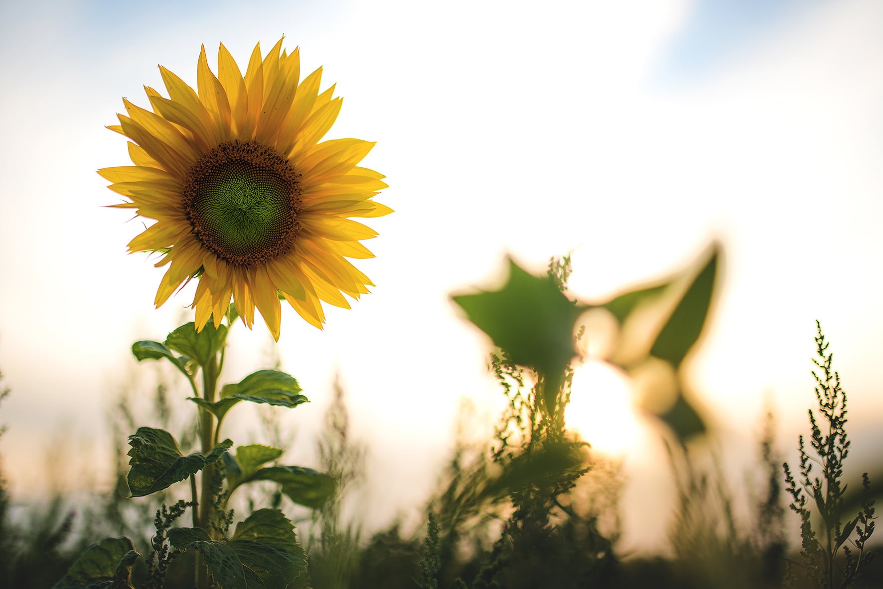 nature, bokeh, color, close up, agriculture, 720P, field, outdoors, rural Scene, photo, growth, sky, plant, sunset, sun, natur, yellow, flower, close, HD Wallpaper