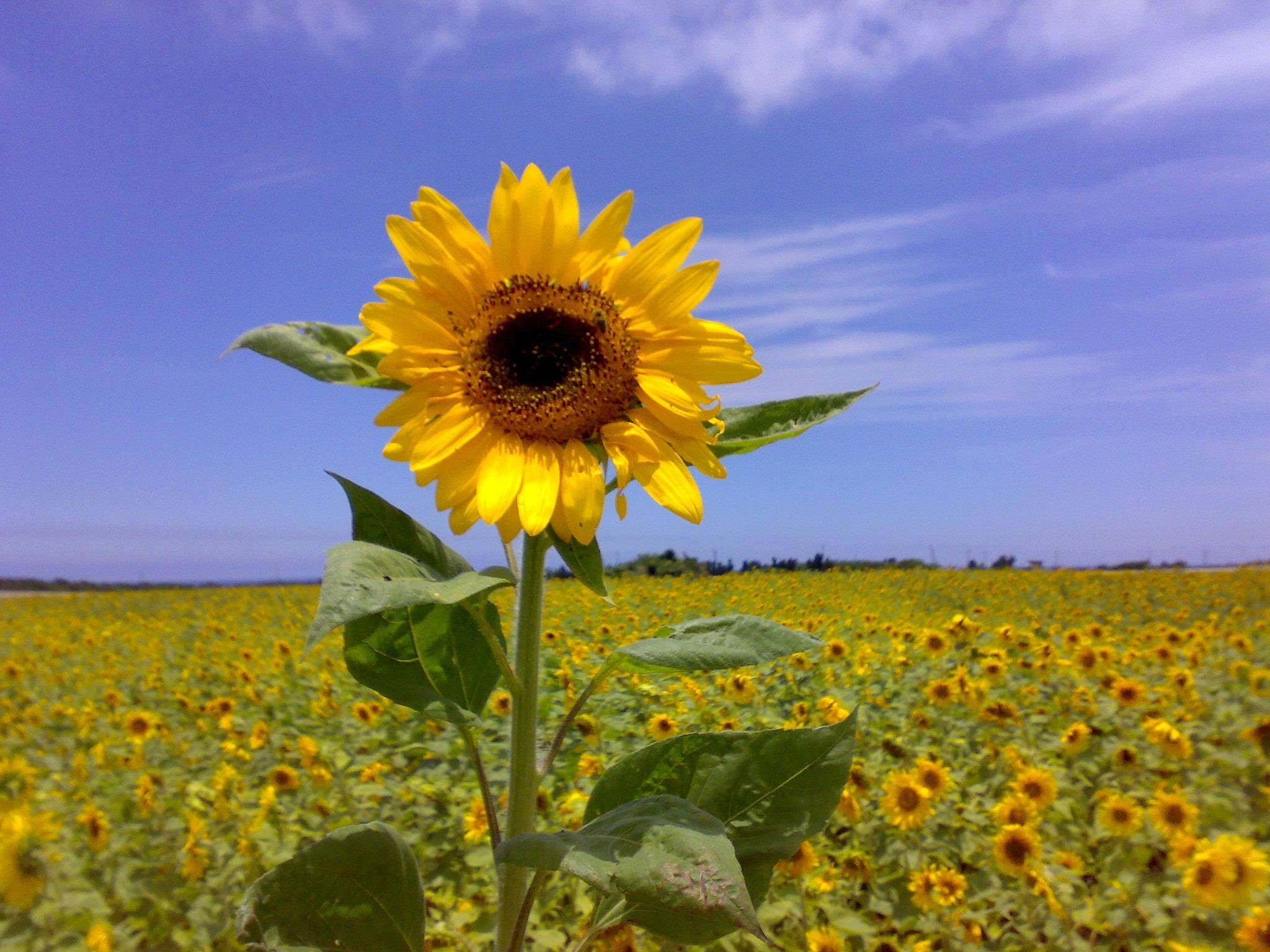 gusukube, landscape, flower, blue sky, petal, growth, blue, 1080P, plant, miyako, yellow, sky, summer, nature, outdoors, green, daytime, okinawa, agriculture, HD Wallpaper