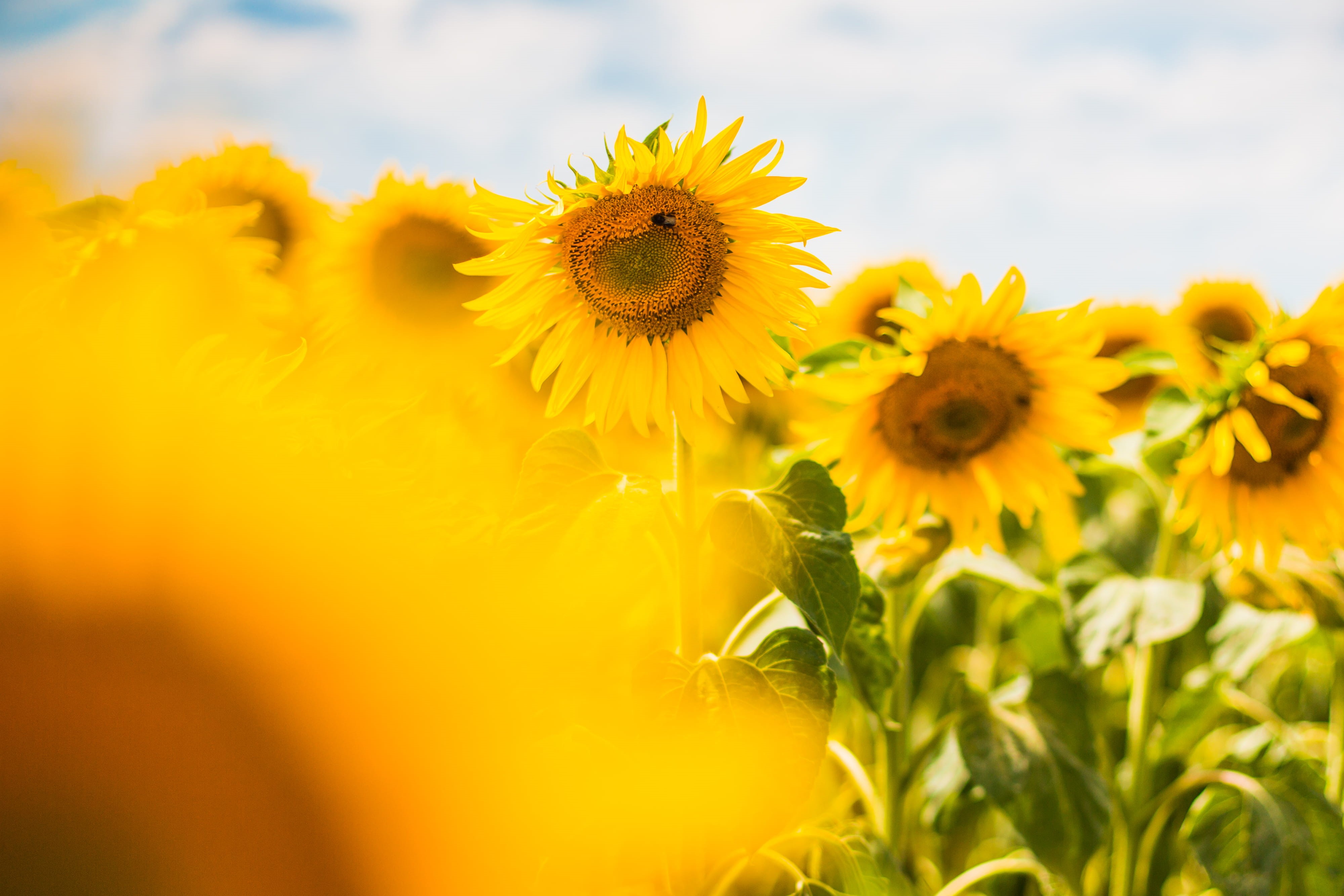 sun, bumblebee, close-up, farm, sunny, flowering plant, petal, yellow, green Color, inflorescence, rural Scene, agriculture, freshness, sky, flowers, flower head, HD Wallpaper