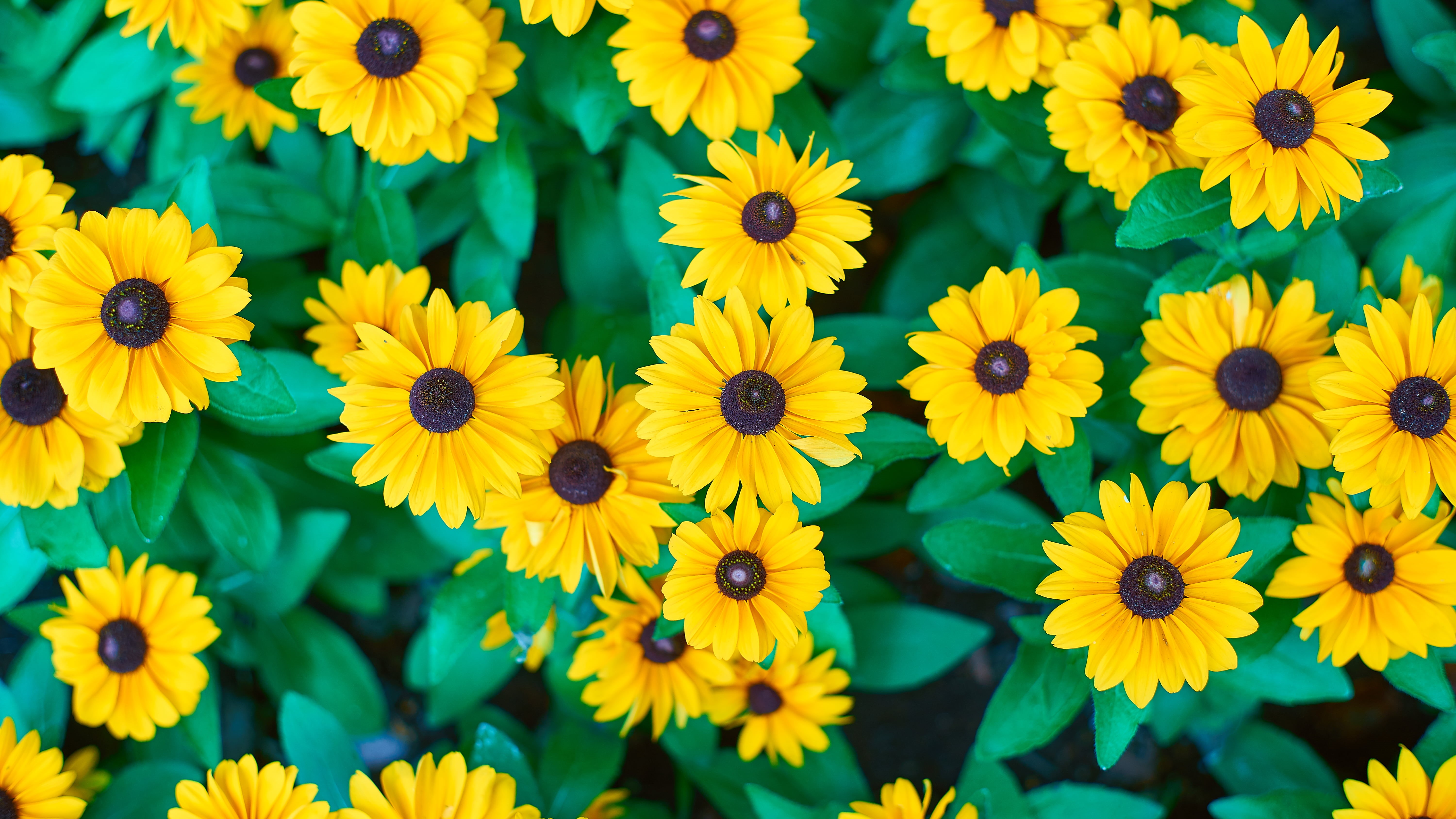 photography, 5K, summer, multi Colored, F1.4, yellow, sunflowers, focus, plant, Takumar, flower, shallow, Hot Eyes, None, shallow focus, nature, backgrounds, HD Wallpaper