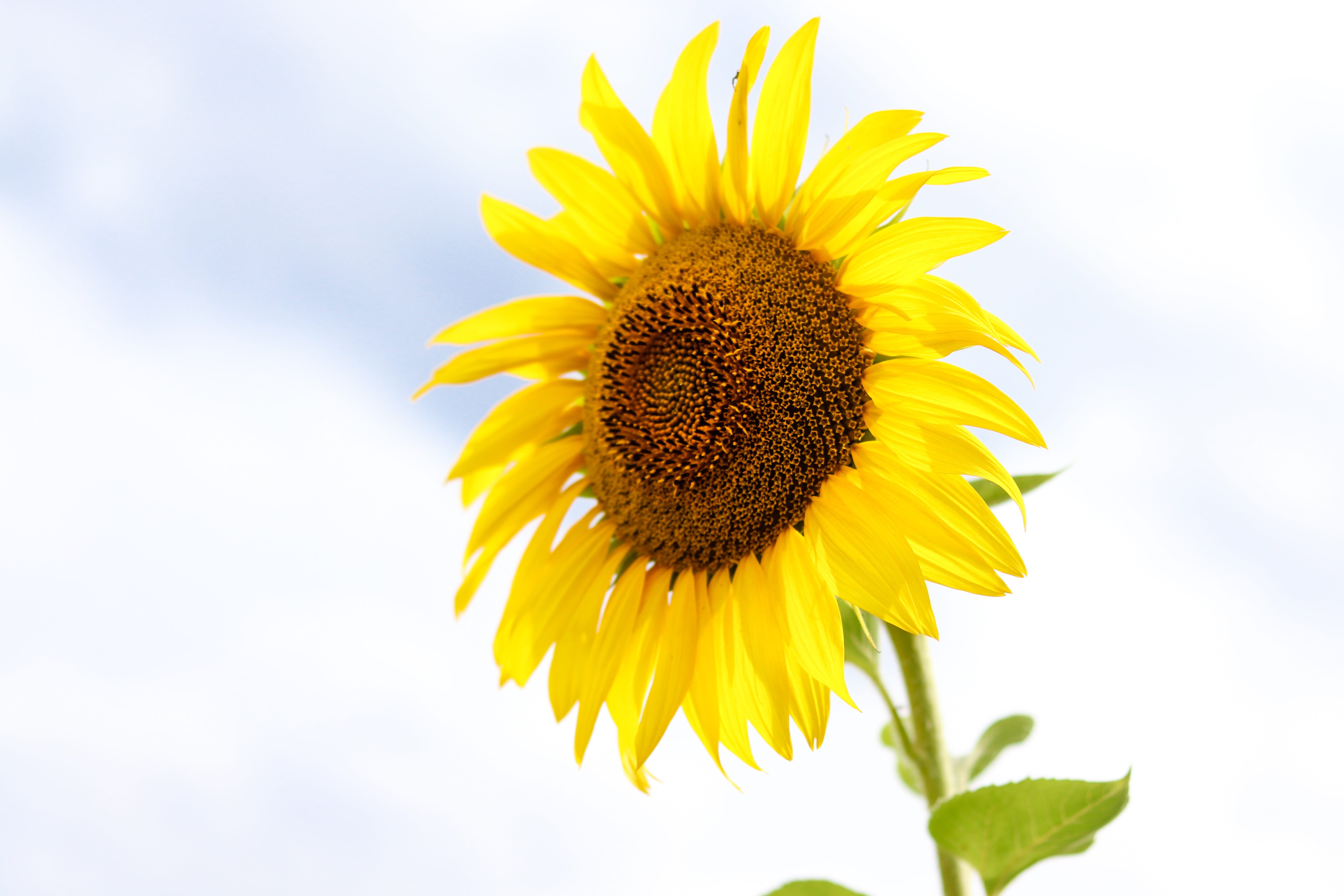 flower, daytime, pollen, growth, sunlight, no people, Nature, petal, freshness, plant, sun, flower head, blue, yellow, Outdoor, field, beauty In Nature, HD Wallpaper