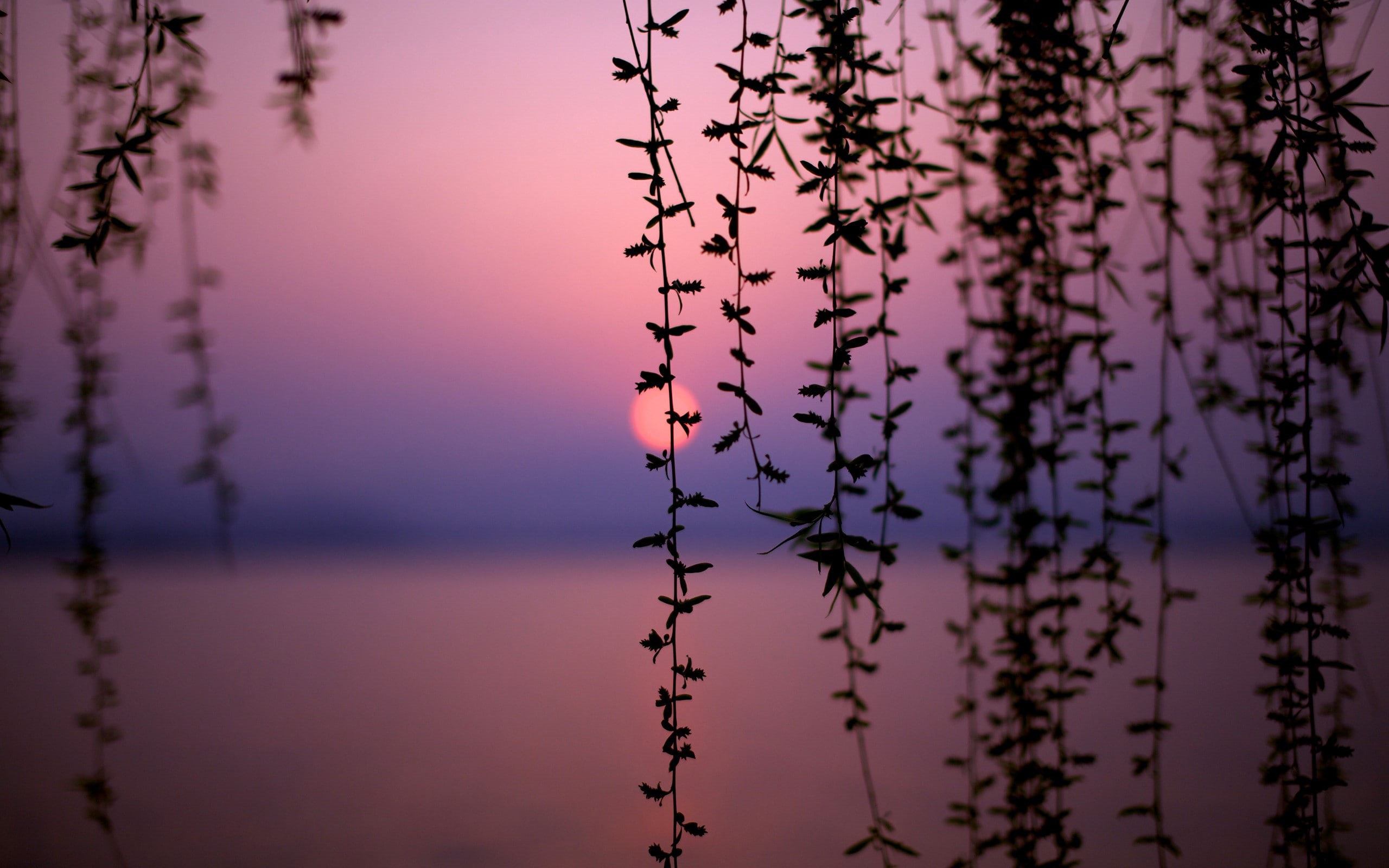 dusk, bokeh, silhouette, 2K, sunset, landscape, vines, depth of field, HD Wallpaper