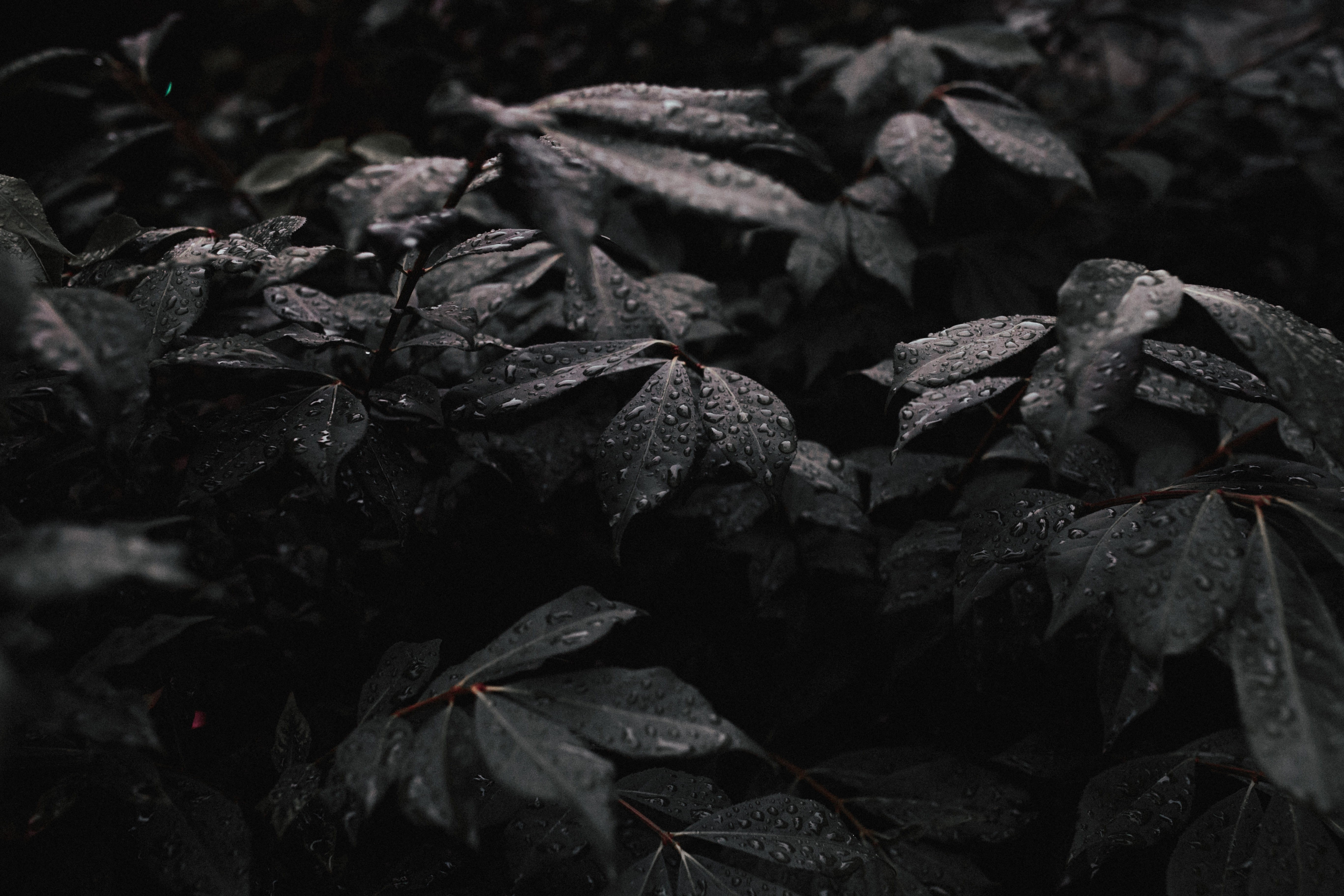 5K, growth, field, water, day, black, gray, no people, full frame, dry, photography, focus on foreground, black Color, outdoors, greyscale, beauty in nature, HD Wallpaper