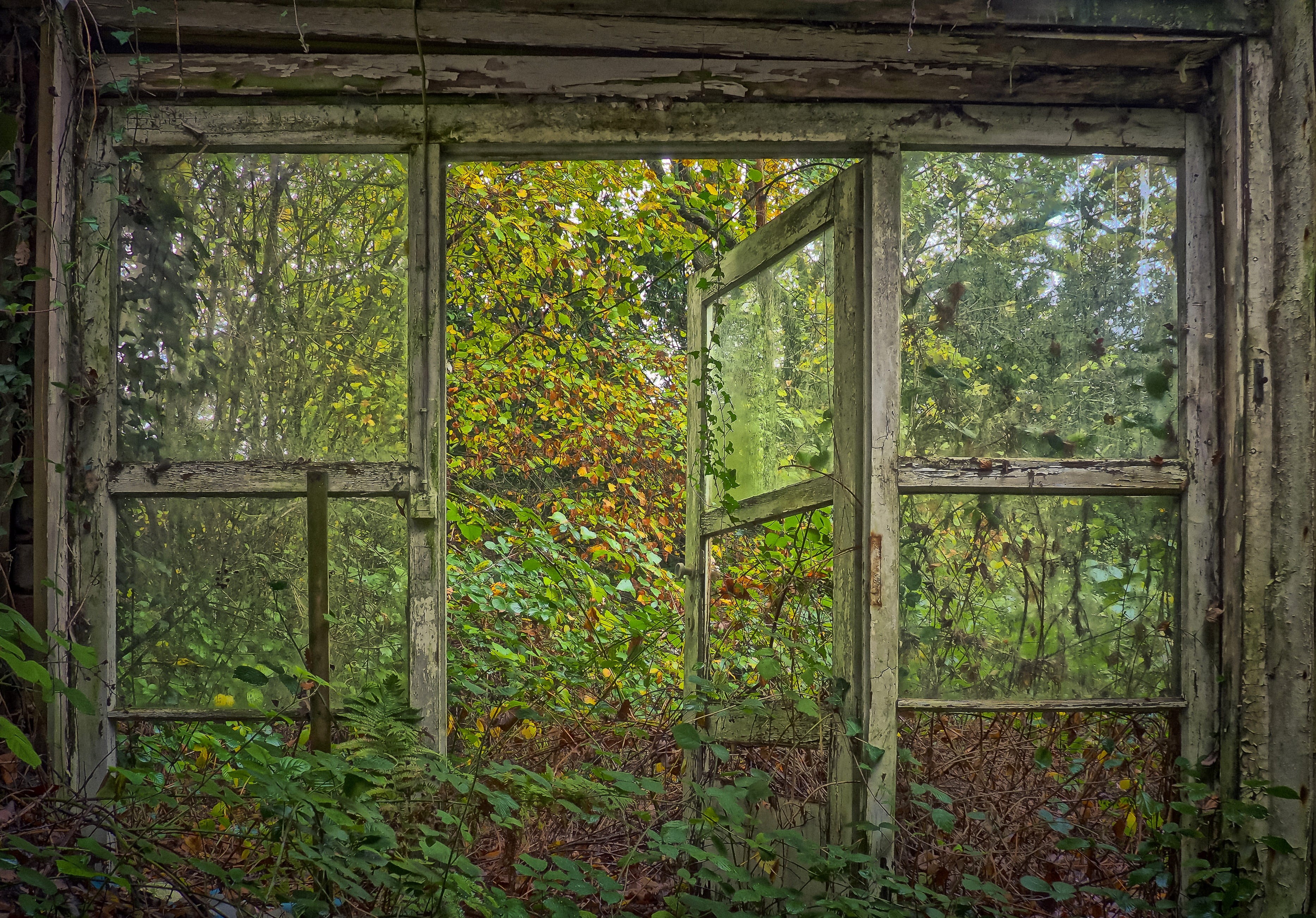 old building, horror, mystical, lapsed, winter garden, indoors, break up, abandoned, run down, green color, growth, surrounded, spooky, pforphoto, atmosphere, HD Wallpaper