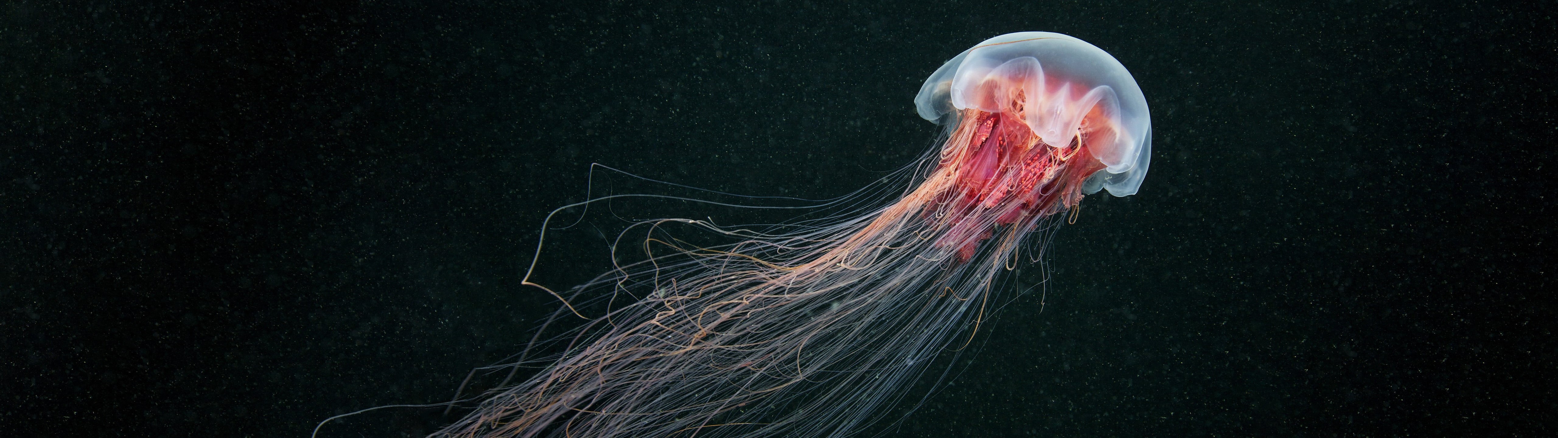 ultrawide, sea life, jellyfish, animals, 5K, HD Wallpaper