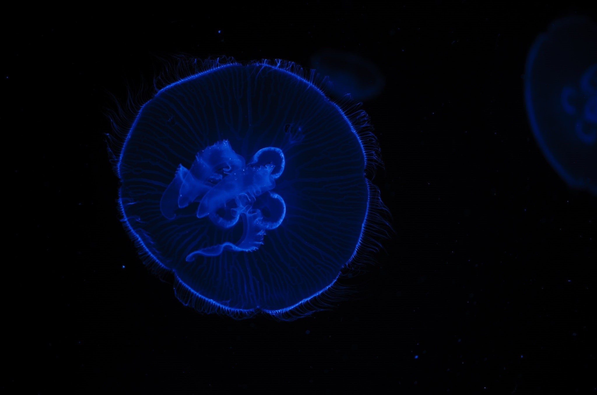 black background, animals, 1080P, jellyfish, sea life, HD Wallpaper