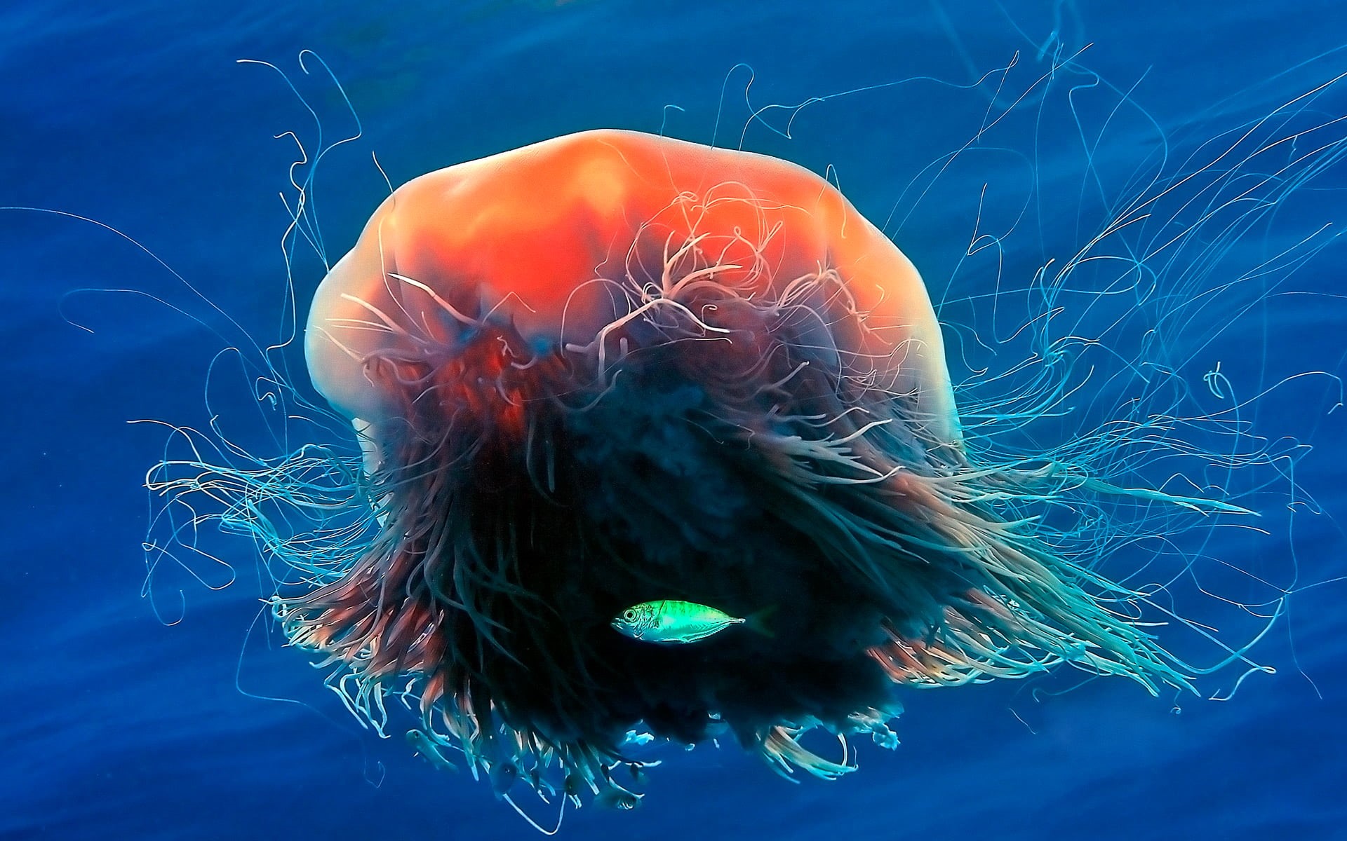 vertebrate, marine, animal themes, 1080P, close-up, nature, swimming, water, no people, orange, jellyfish, animals in the wild, animal, animal wildlife, HD Wallpaper