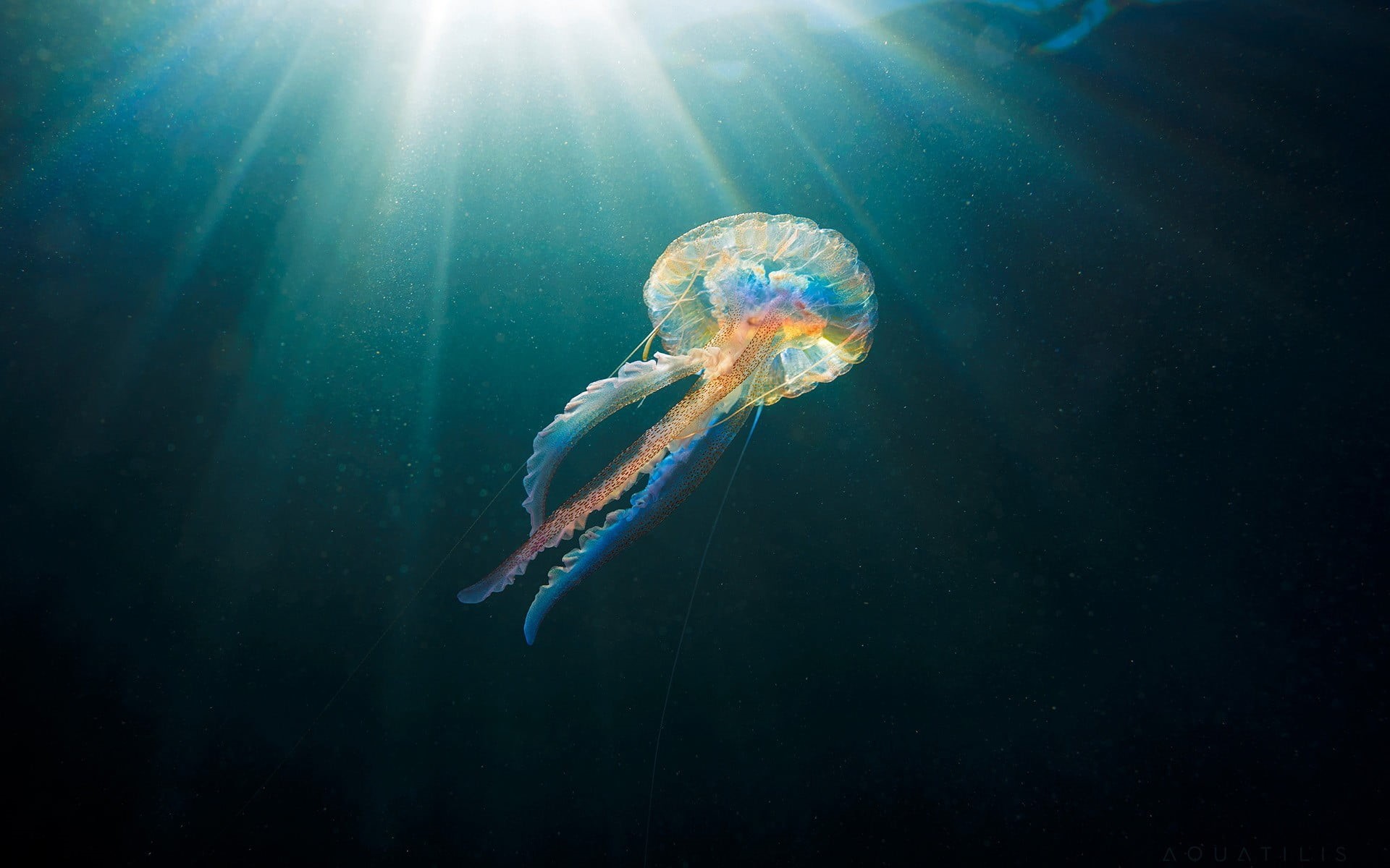 vertebrate, nature, animal, sunbeam, sunlight, marine, jellyfish, floral, sea, animals in the wild, pink, one animal, 1080P, animal themes, swimming, white, HD Wallpaper