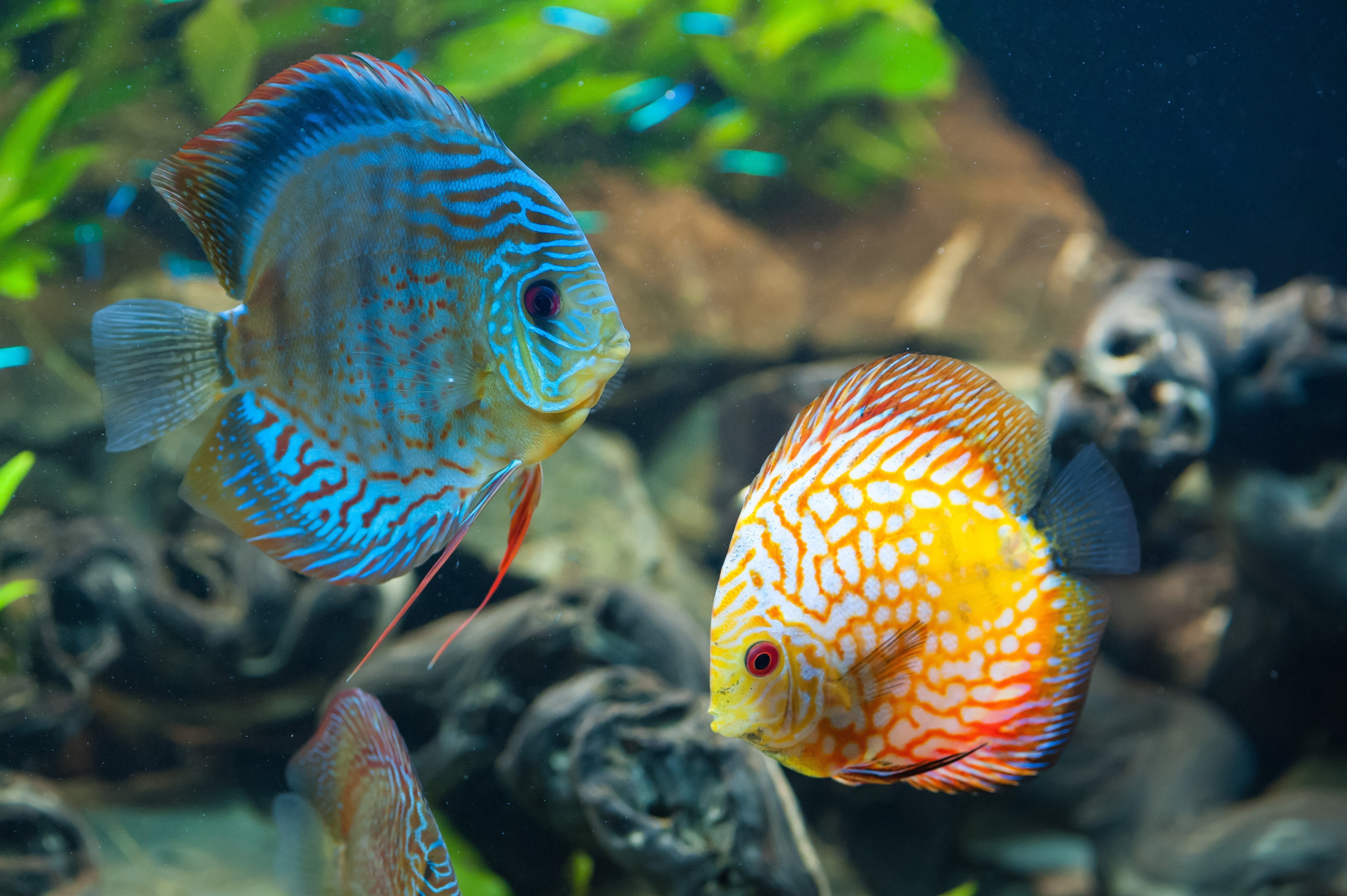 4K, animals, colorful, fish, underwater, sea life, nature, HD Wallpaper
