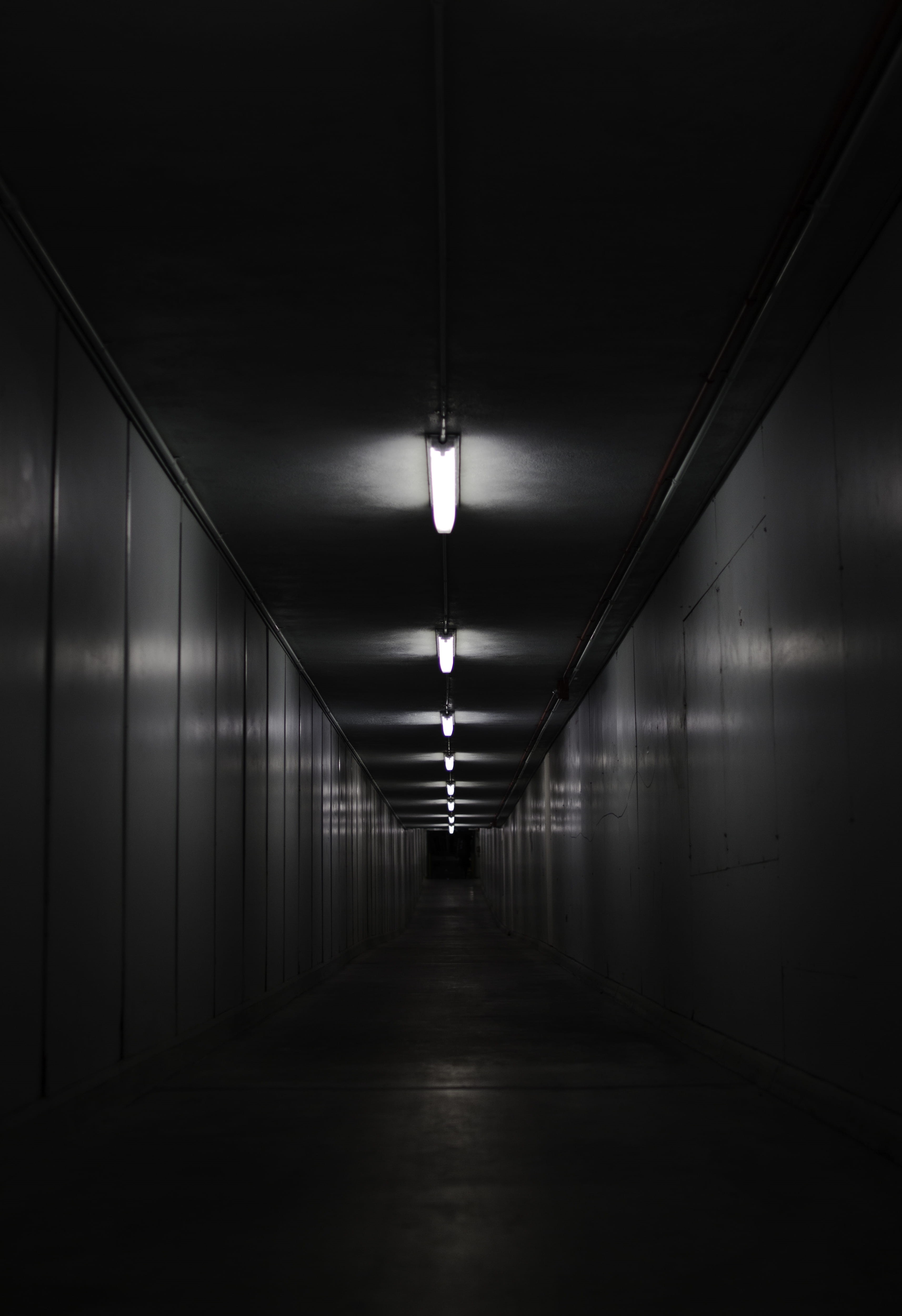 dark, long, electric light, light at the end of the tunnel, cat, forest, tunnel, happy, illuminated, colors, building, life, wall - building feature, underground walkway, Phone HD Wallpaper