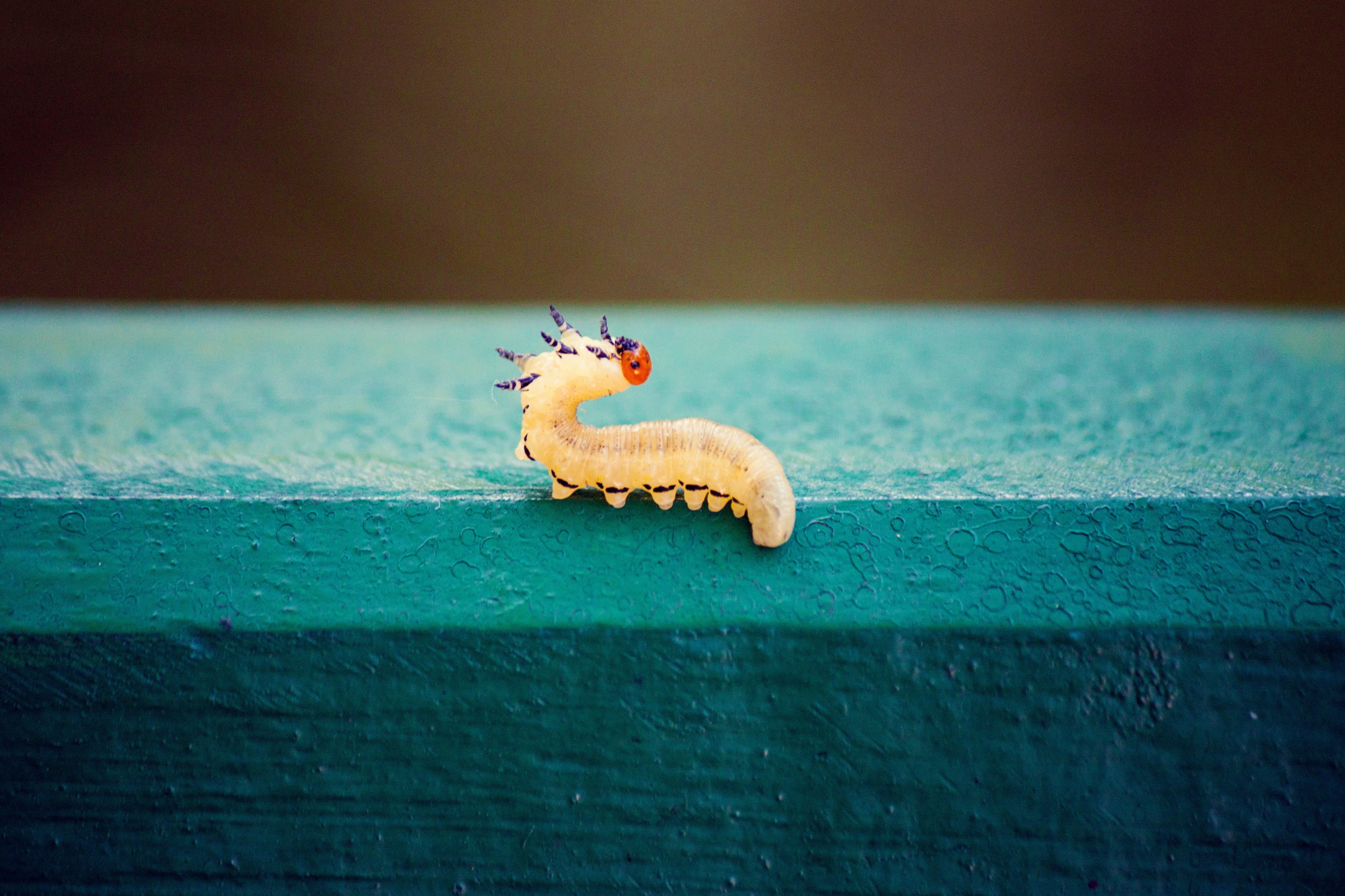 selective focus, animal, turquoise colored, animals in the wild, macro, beauty in nature, caterpillar, surface, day, animal body part, nature, summer, invertebrate, HD Wallpaper