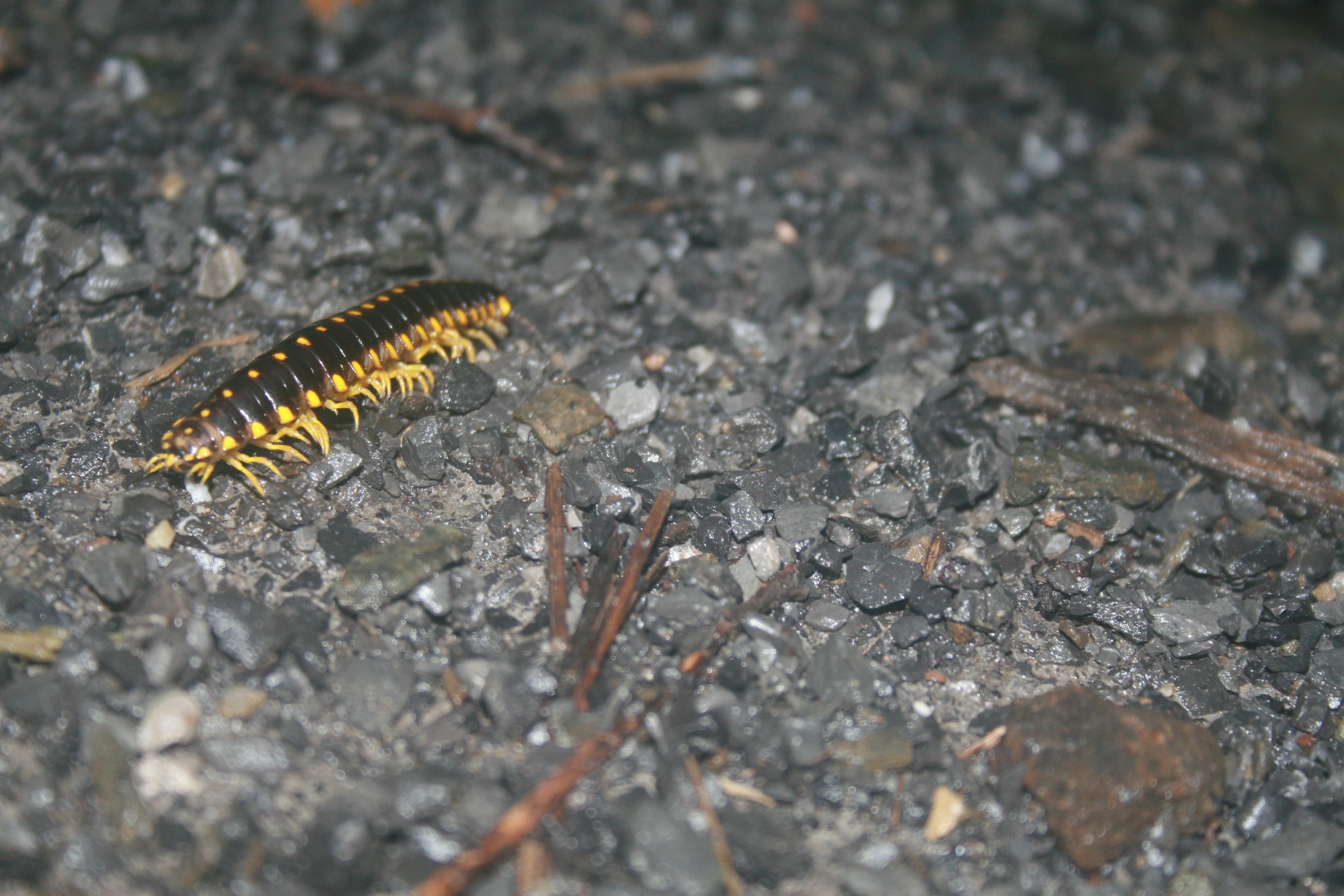 insect, rock, animal themes, field, creature, yellow, outdoors, one animal, selective focus, animals in the wild, invertebrate, no people, high angle view, HD Wallpaper
