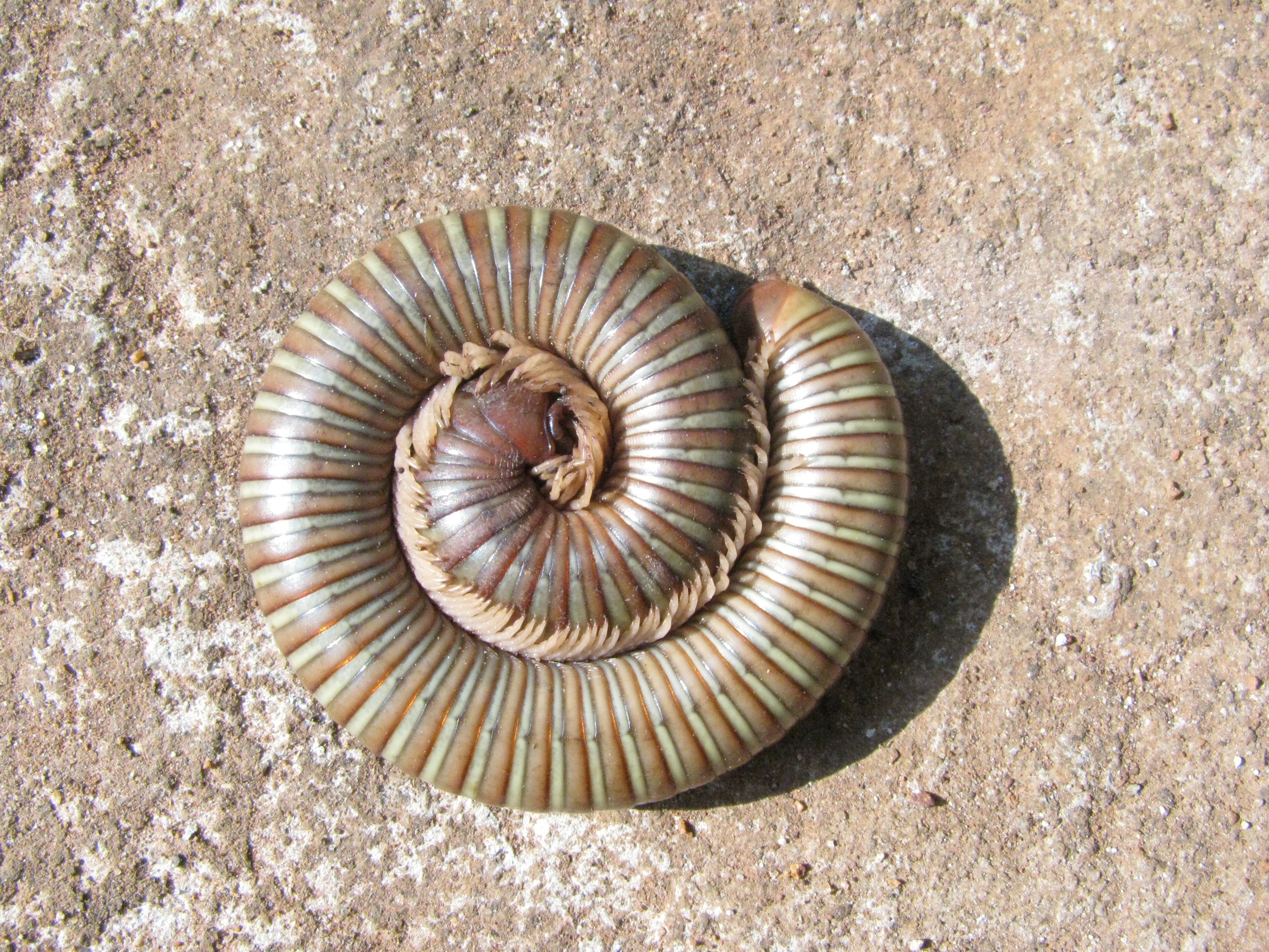 animals in the wild, outdoors, animal themes, insect, spiral, high angle view, animal, seashell, day, sea, 2K, marine, sand, fossil, creature, directly above, HD Wallpaper