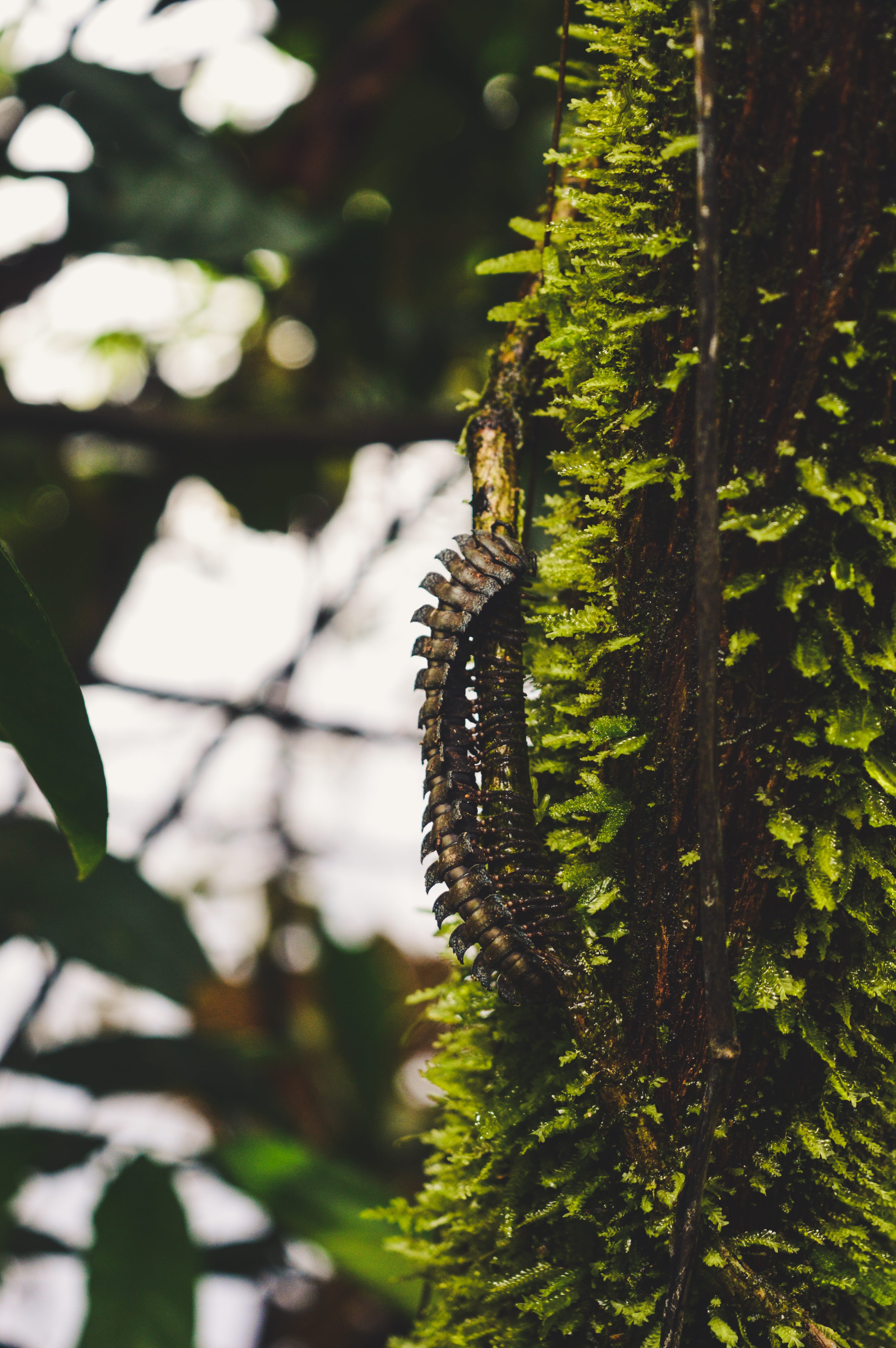 cosmos, outdoors, millepede, thousand, myriapod, animal themes, insect, multiped, centipede, blur, caterpillar, no people, sharp, selective focus, nature, Phone HD Wallpaper