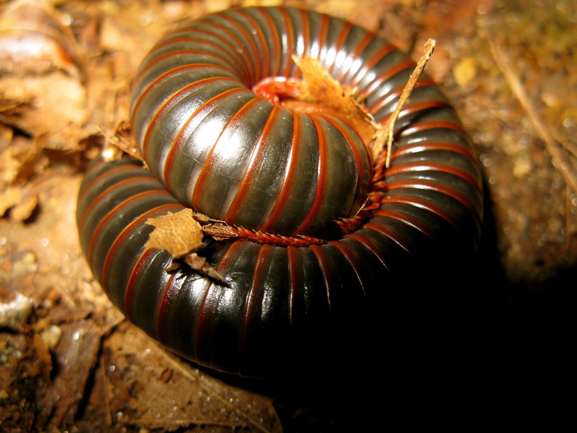 Animal, Millipede, 1080P, HD Wallpaper