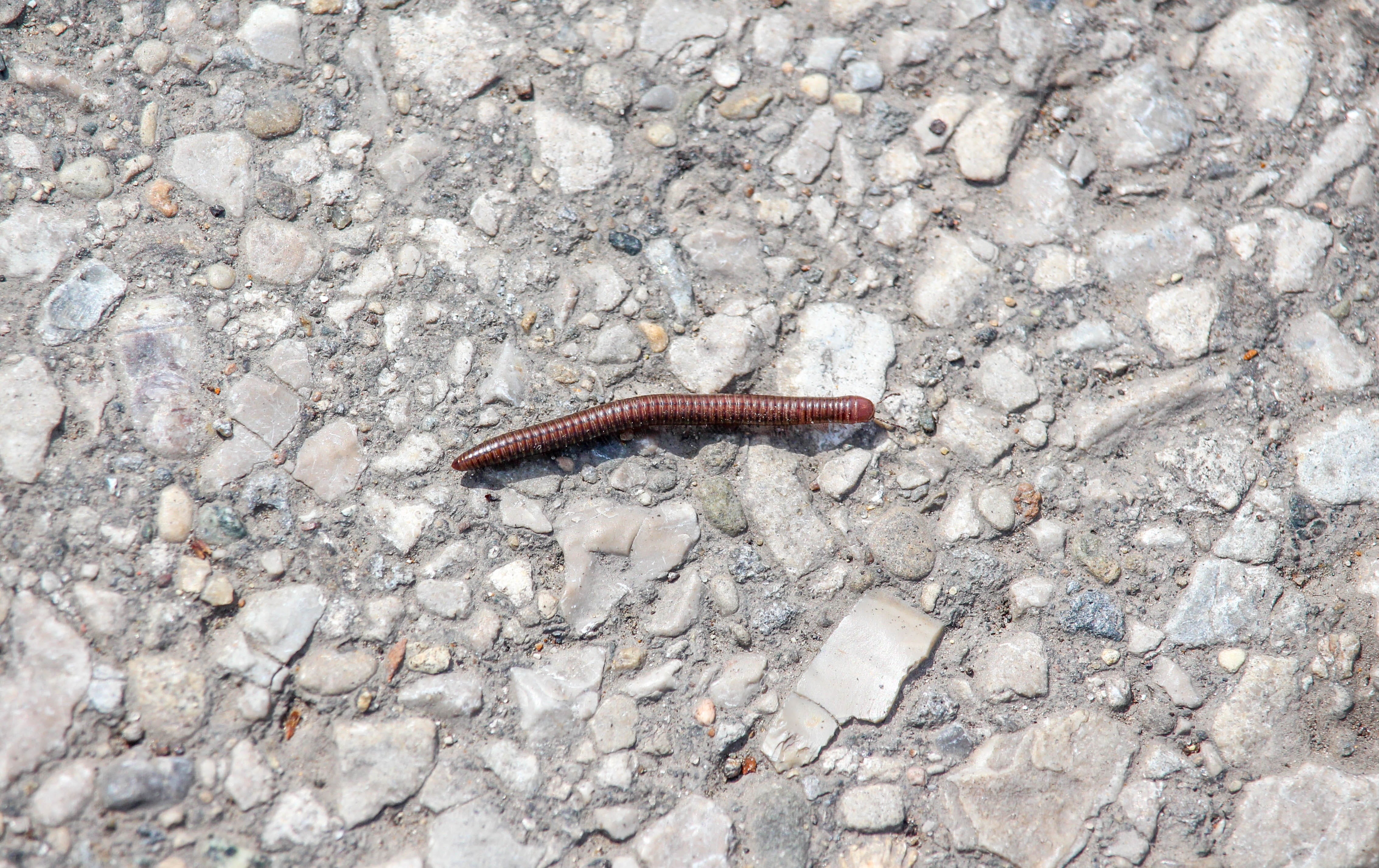 animal, crawling, rock - object, invertebrate, desktop, slug, solid, animals in the wild, millipede, animal wildlife, vertebrate, rock, no people, gastropod, HD Wallpaper