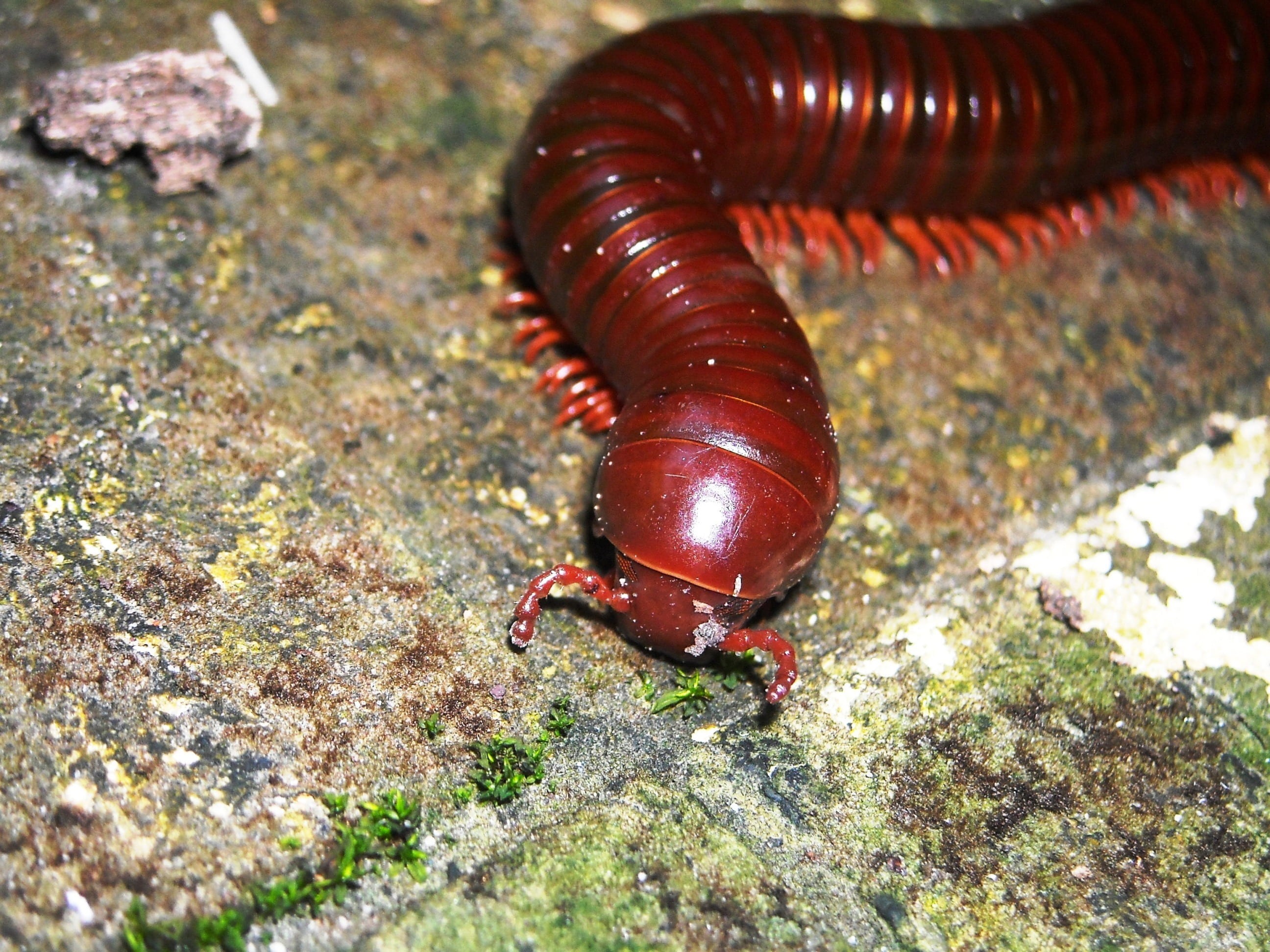 outdoors, animal wildlife, brown, one animal, no people, arthropod, animals, marine, insect, zoology, animal themes, animal body part, mollusk, invertebrate, HD Wallpaper