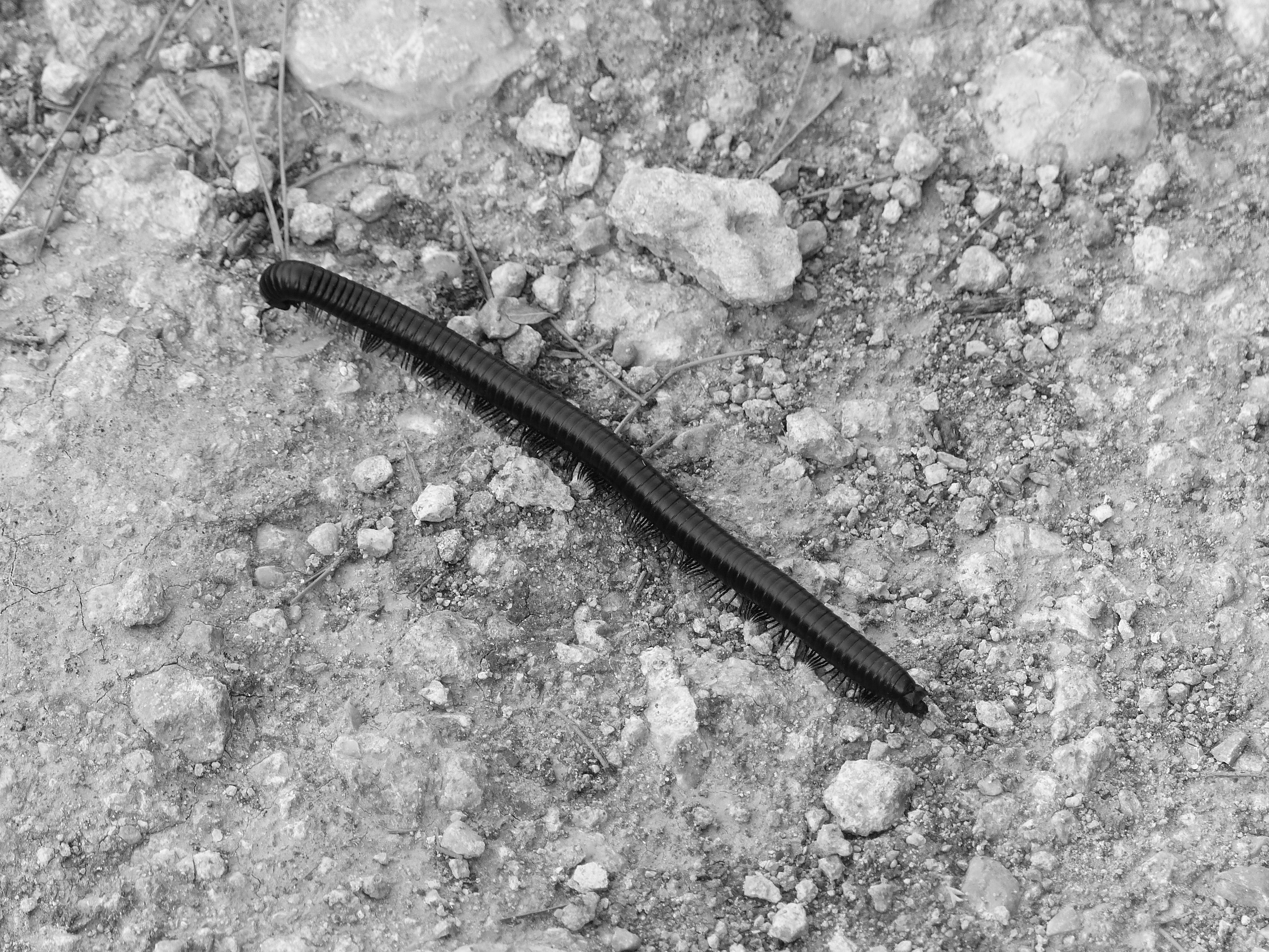 metal, animal wildlife, no people, land, outdoors, nature, animal, rock, insect, ground, caterpillar, solid, field, one animal, close-up, high angle view, HD Wallpaper