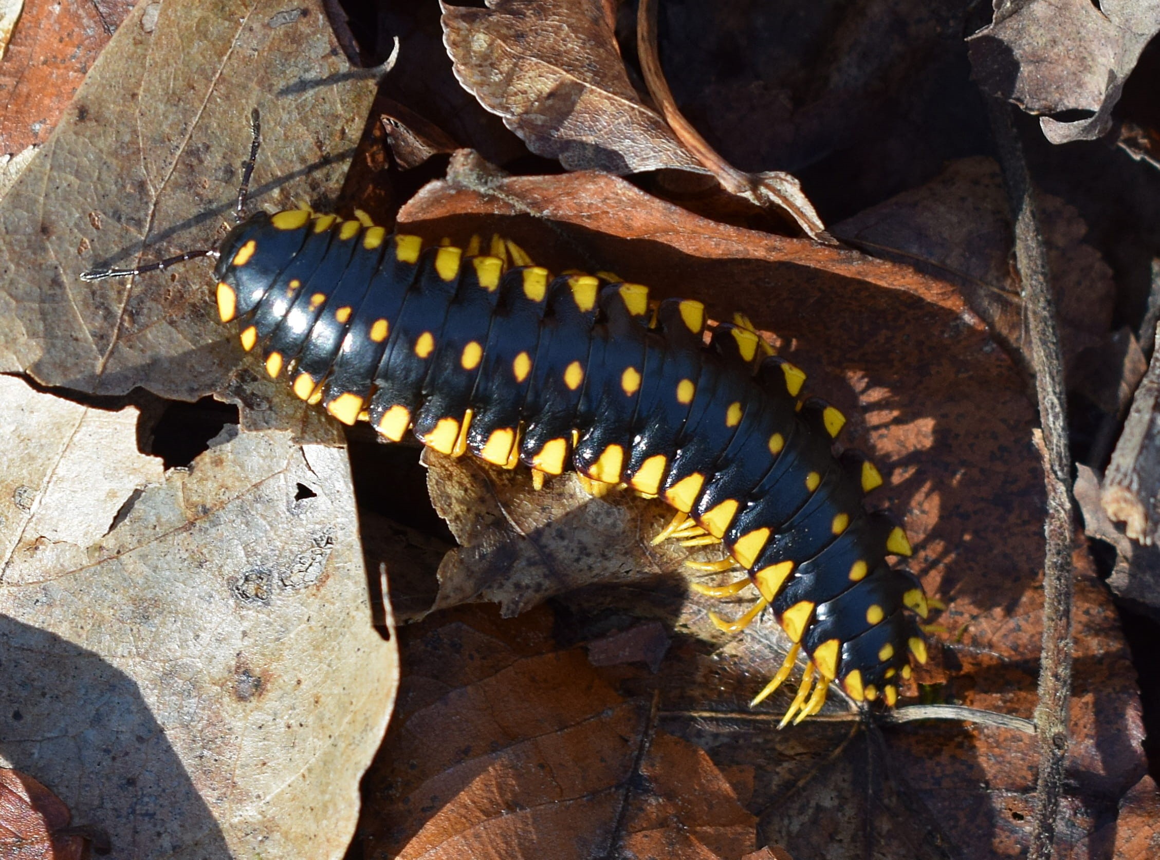 outdoors, reptile, 1080P, no people, butterfly - insect, garden, forest, floor, vertebrate, rock, animal wildlife, colorful, animals in the wild, insect, HD Wallpaper
