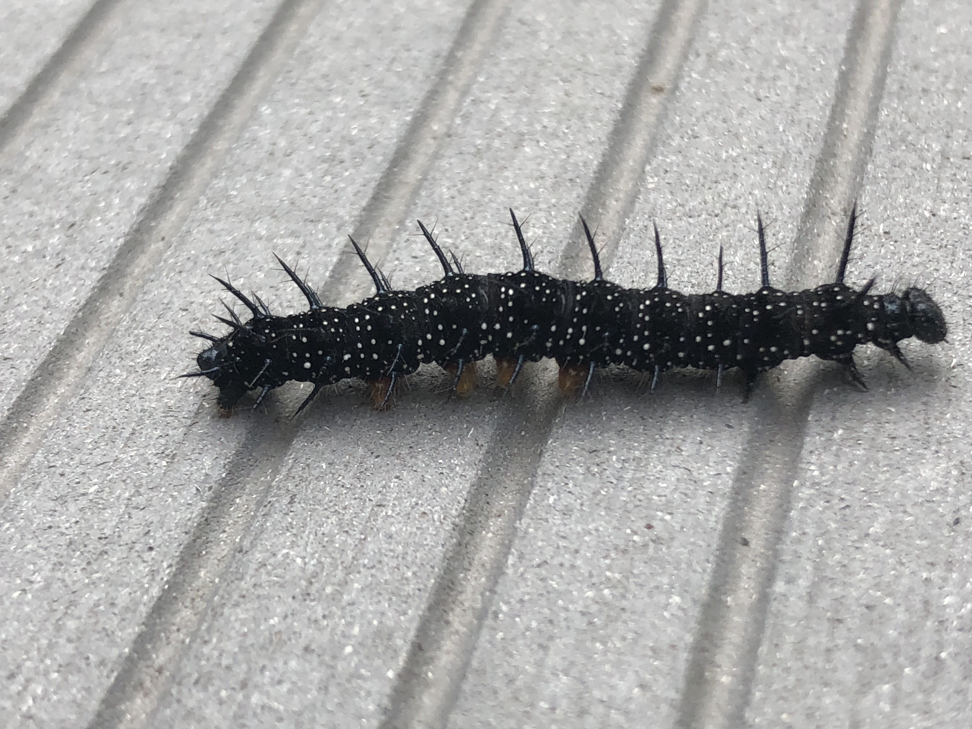 shadow, nature, insect, caterpillar, close-up, full length, high angle view, black color, invertebrate, outdoors, animal, millipede, animal themes, no people, HD Wallpaper