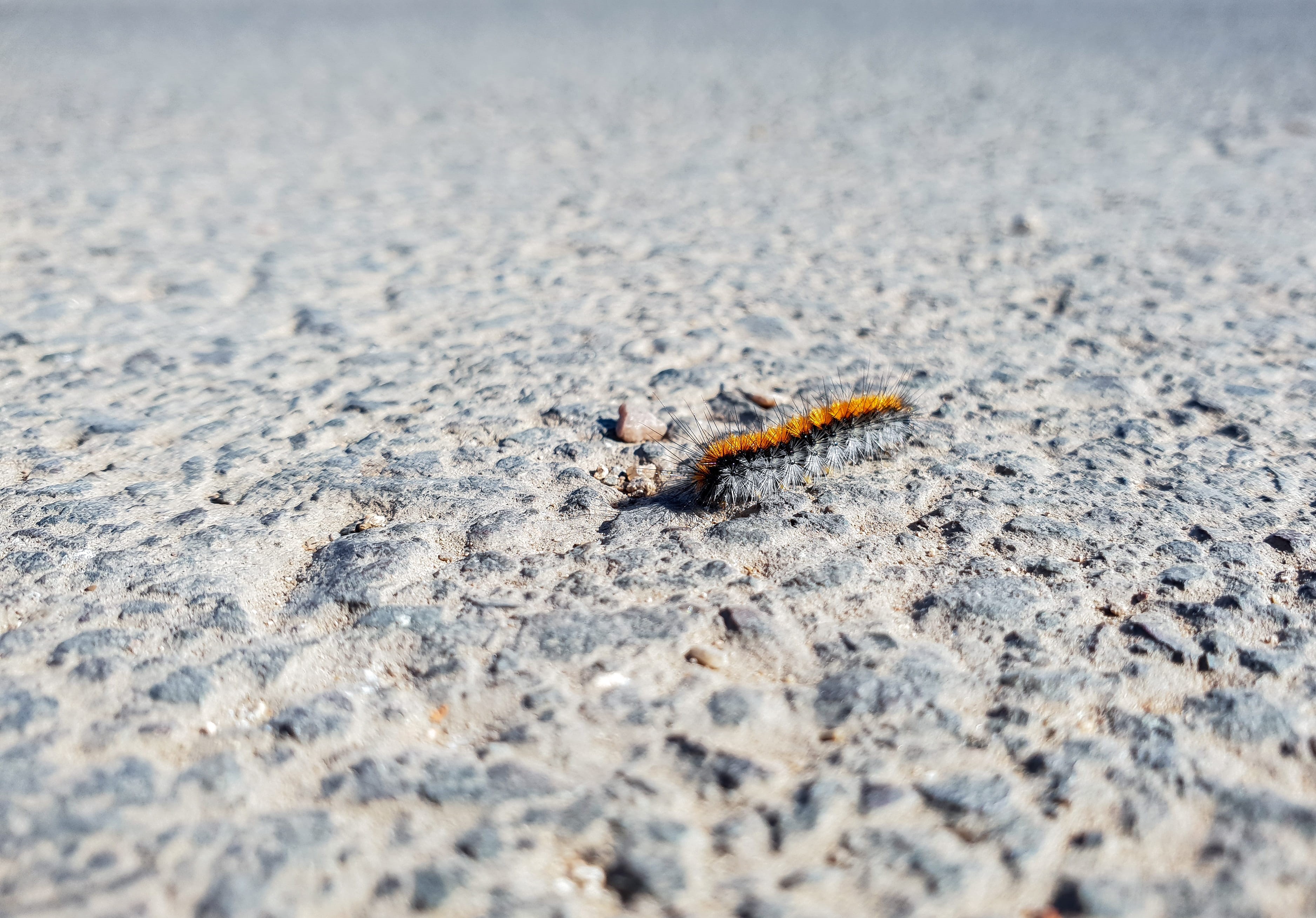 no people, cruz, traversée, animals in the wild, sand, cruzar, asfalto, noir, marine, naranjo, grey, animal wildlife, insect, route, outdoors, background, HD Wallpaper