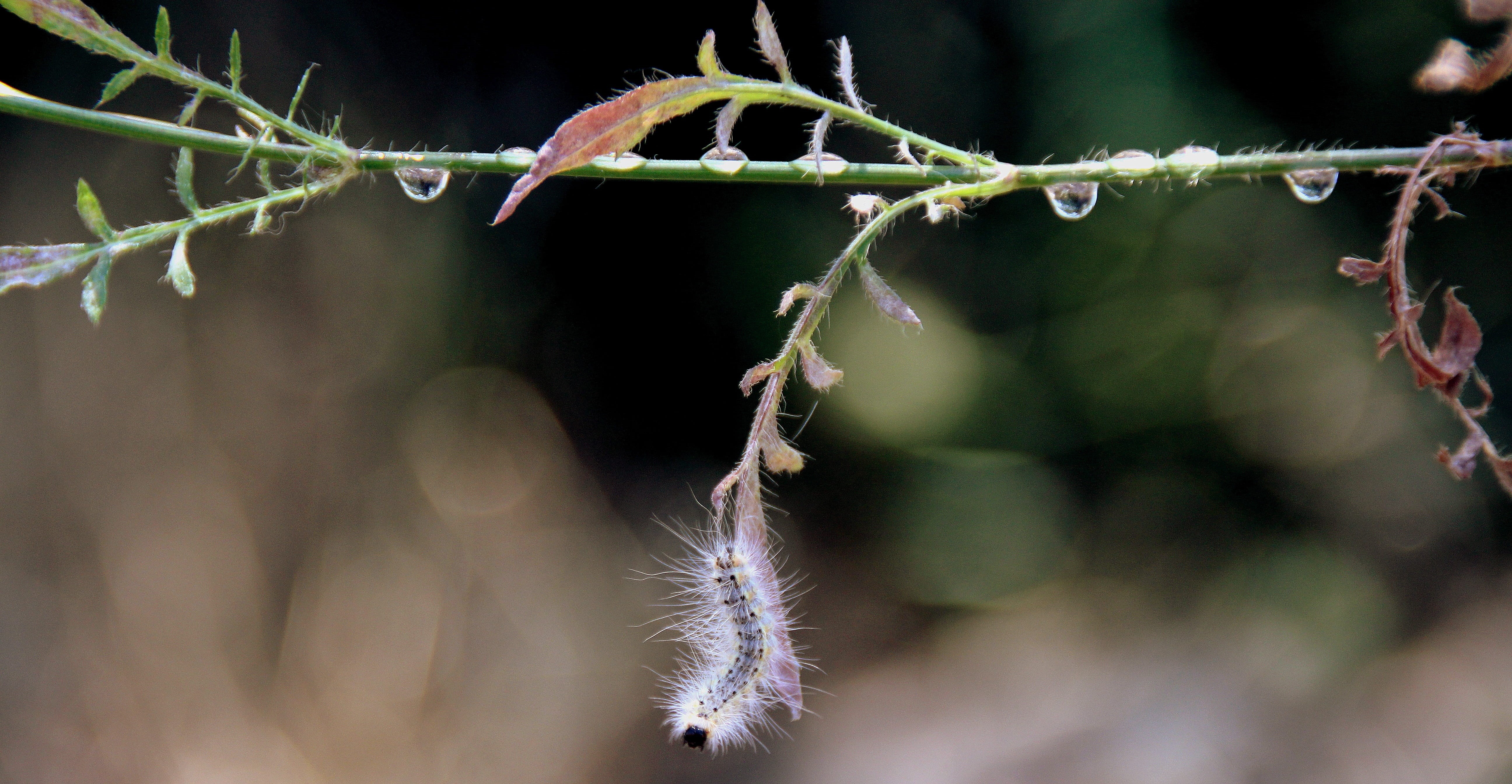twig, Caterpillar, focus on foreground, freshness, wet, beauty in nature, food, flower, nature, 5K, Millipede, growth, close-up, no people, outdoors, water, HD Wallpaper
