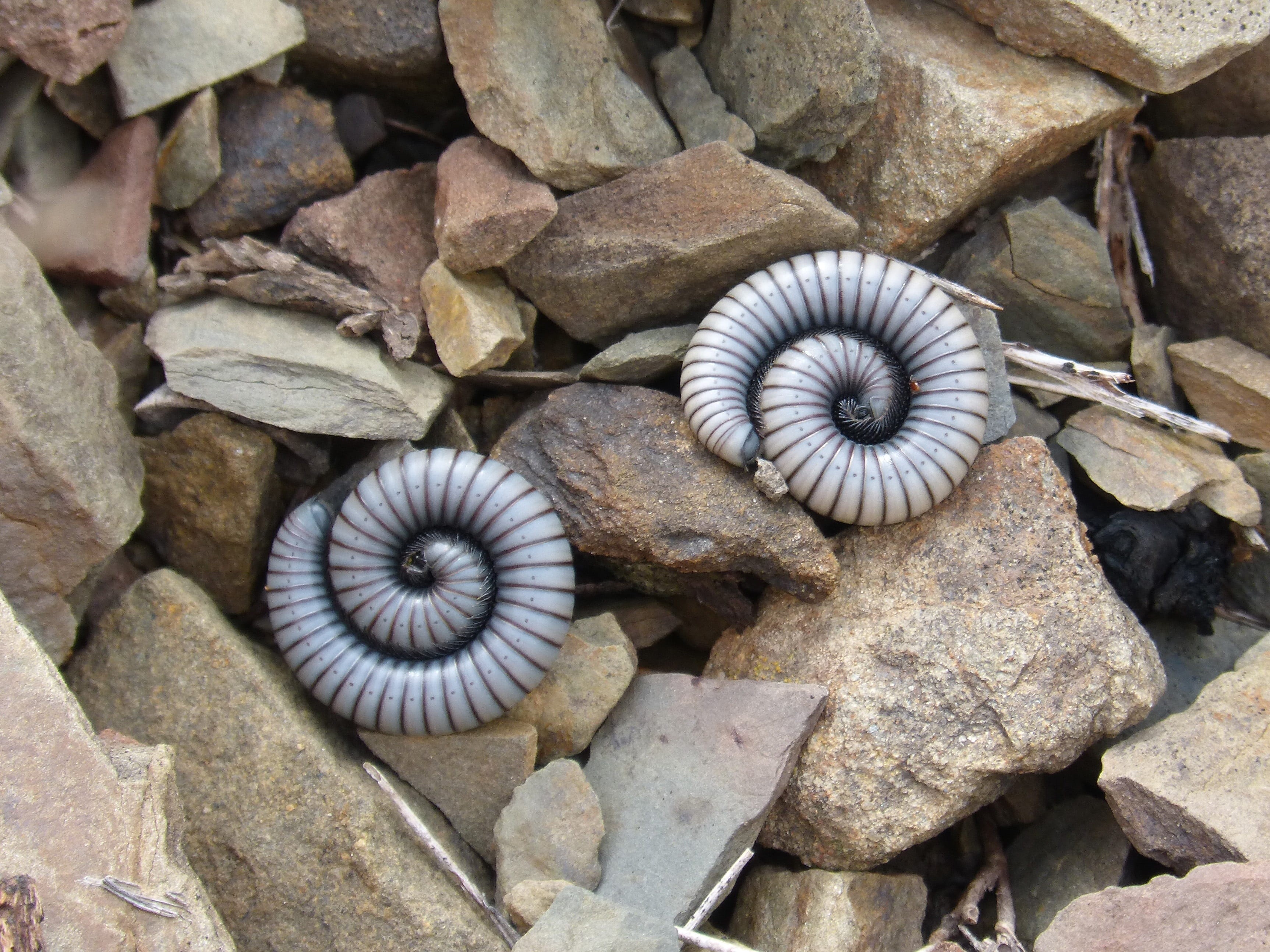 2K, spiral, white, no people, plant part, pattern, stone - object, plant, rock, solid, directly above, nature, ommatoiulus rutilans, textured, stone, millipede, HD Wallpaper