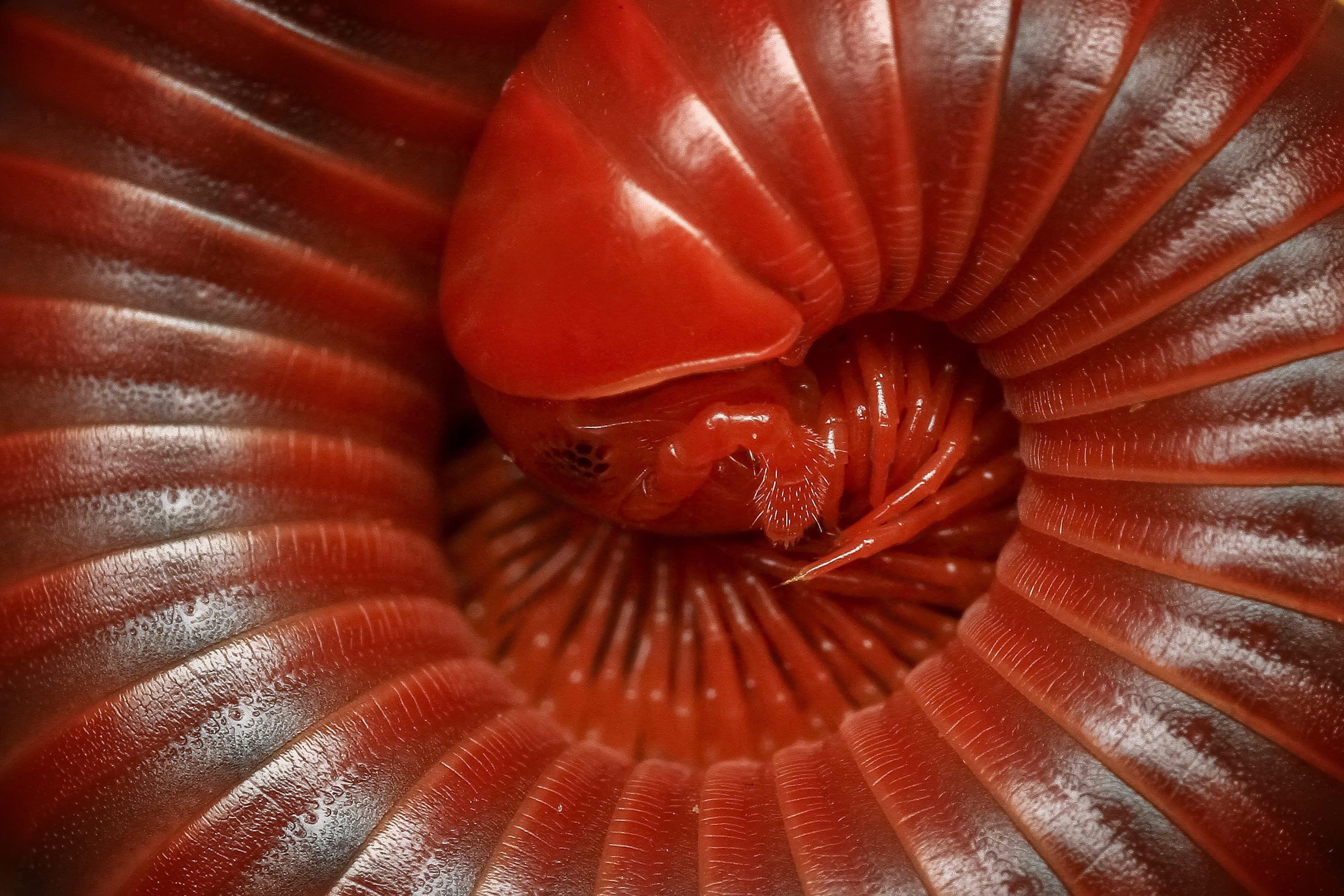 marine, food and drink, 2K, macro, close-up, diplopoda, extreme close-up, red, full frame, natural pattern, textured, animal themes, legs, millipede, arthropod, HD Wallpaper