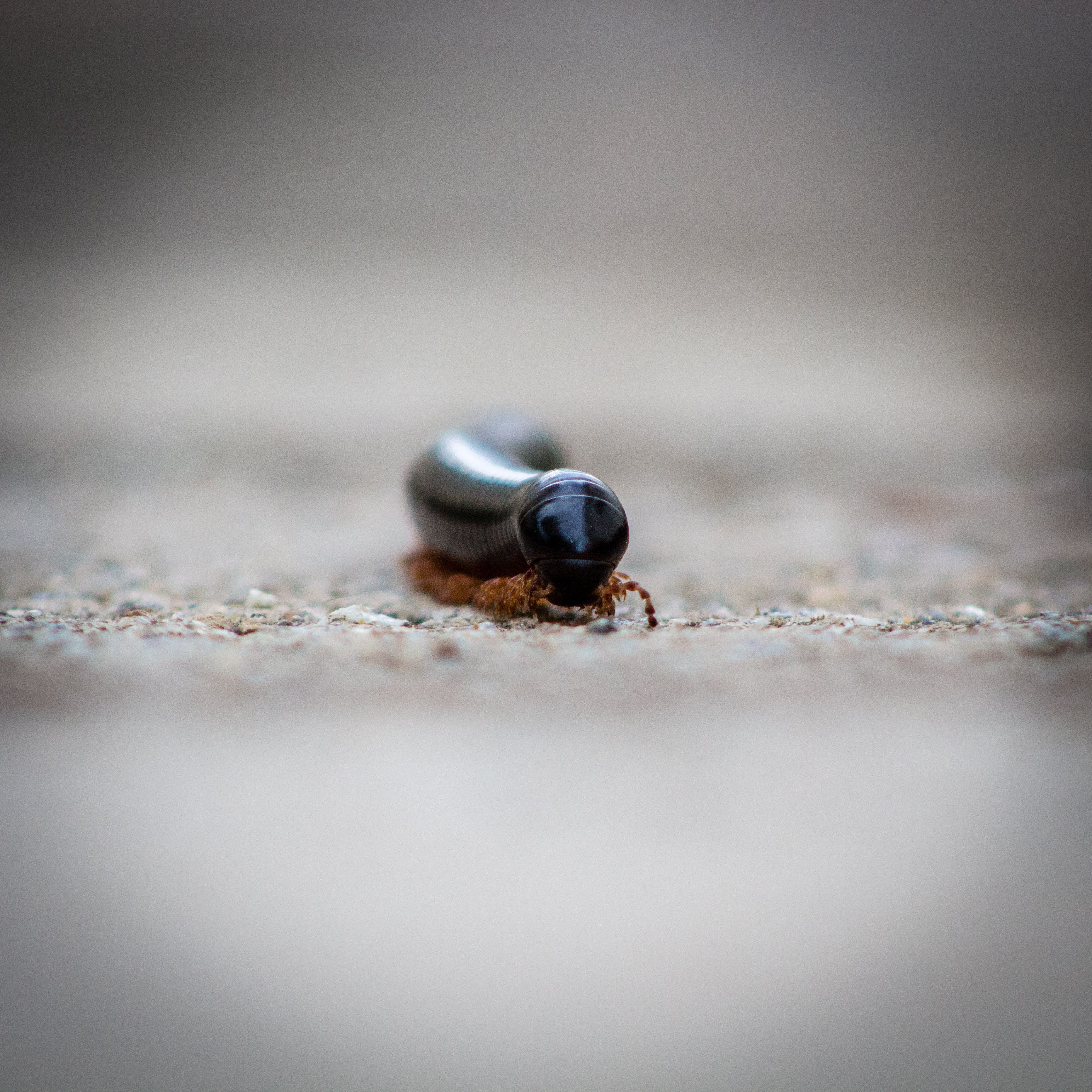 rainfirest, gemstone, behaviour, sand, leg, copy space, beautiful, tropical, black, wildlife, macro, embracing, nature, invertevrae, millipede, land, animal wildlife, Phone HD Wallpaper