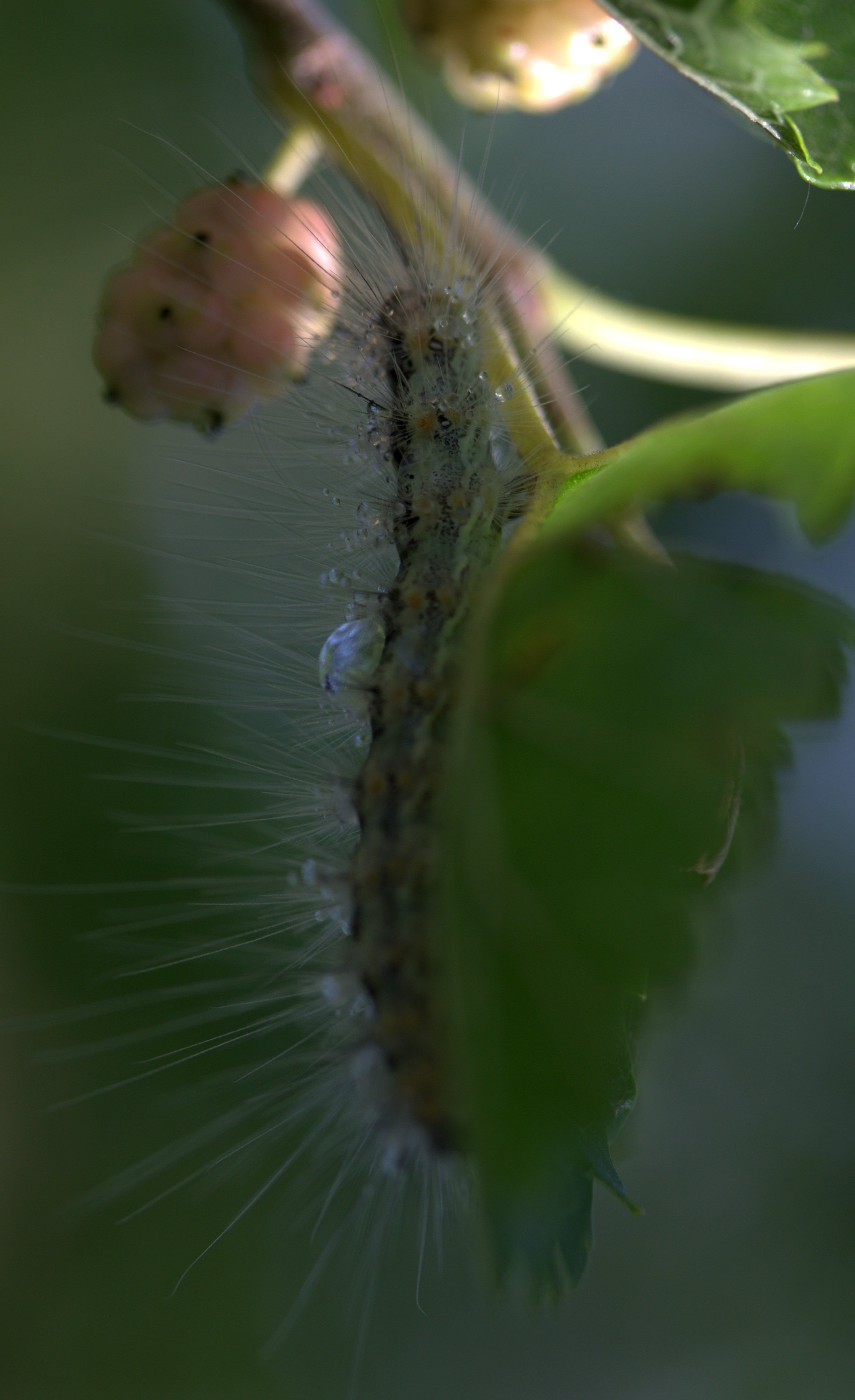 macro, vulnerability, animal wildlife, close-up, water, fragility, caterpillar, outdoors, flower, one animal, insect, invertebrate, selective focus, 4K, Phone HD Wallpaper