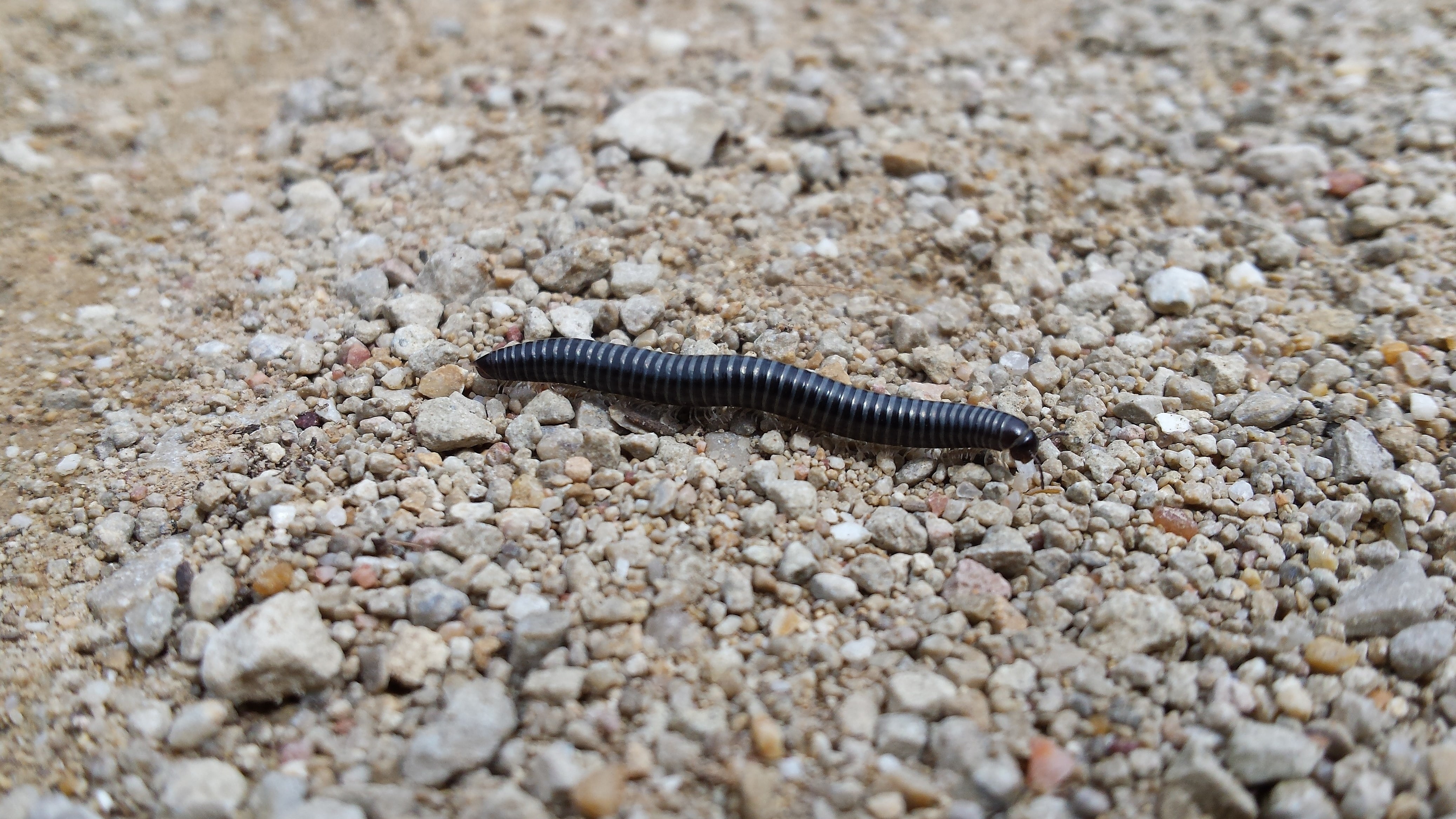 Animal, 4K, Millipede, HD Wallpaper