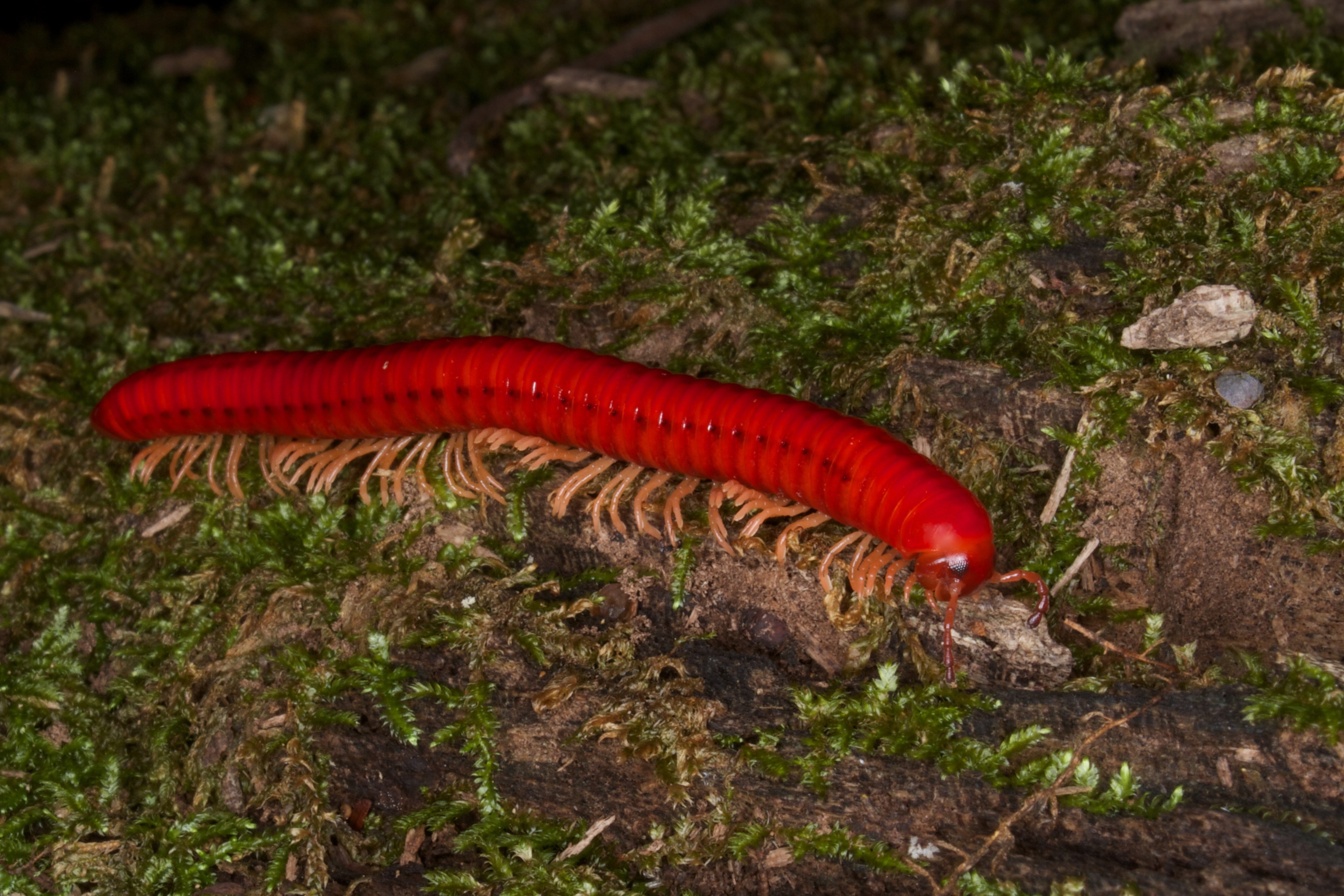 land, food, animal themes, plant, no people, 4K, animal wildlife, high angle view, animal, marine, day, nature, animals in the wild, fish, millipede, rock, HD Wallpaper